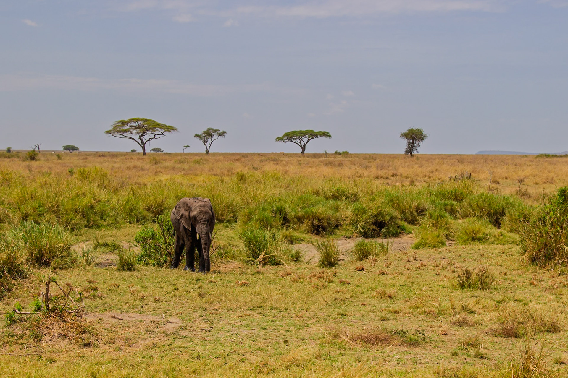 An elephant grazes in Serengeti National Park, Tanzania, seeking sustenance in the vast savanna.