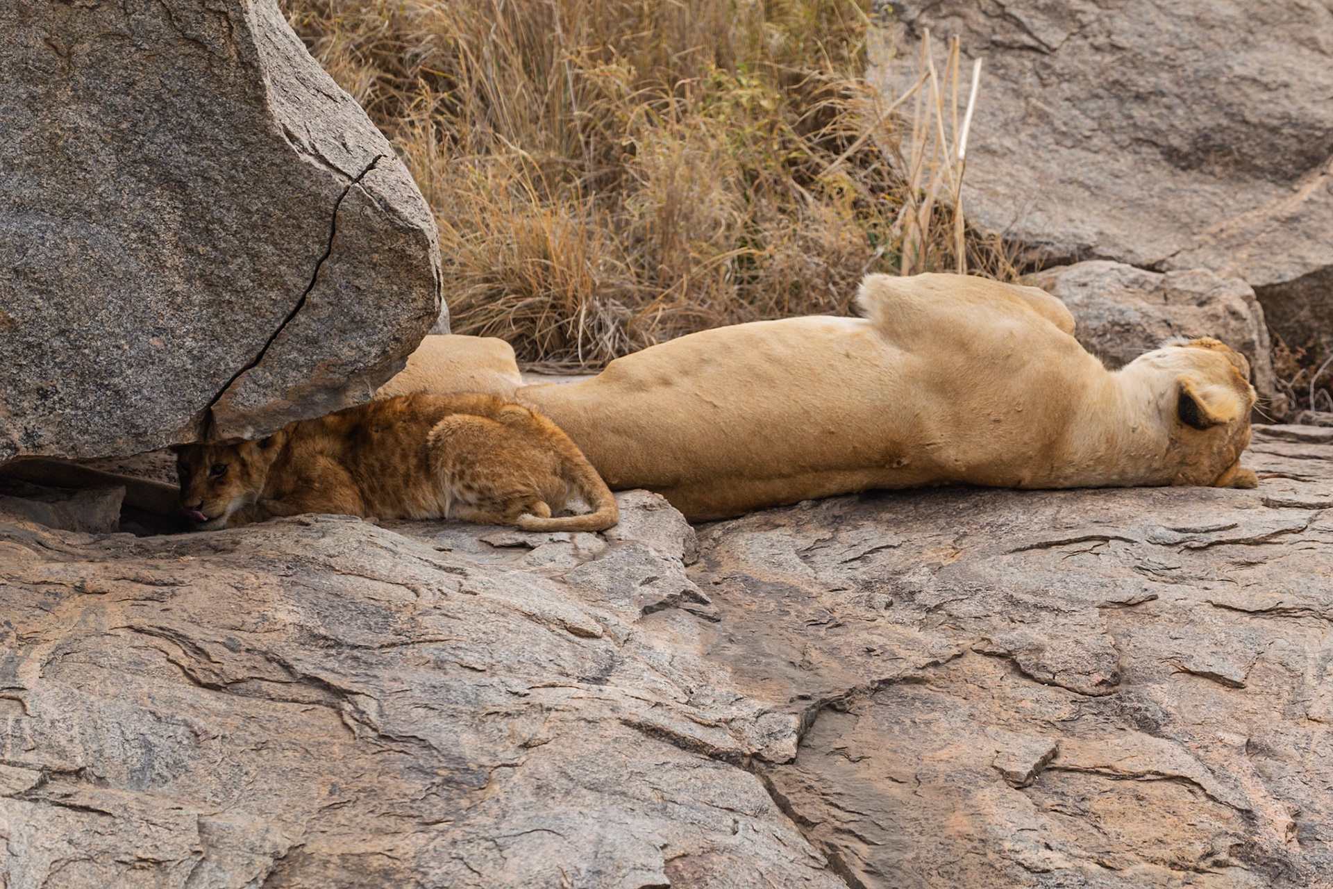 A lioness and her cub rest on rocks in Serengeti National Park, Tanzania, seeking shade from the sun.