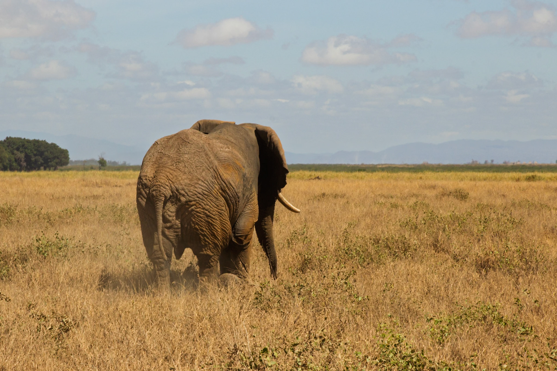 An elephant walks through Amboseli National Park in Kenya, foraging for food.