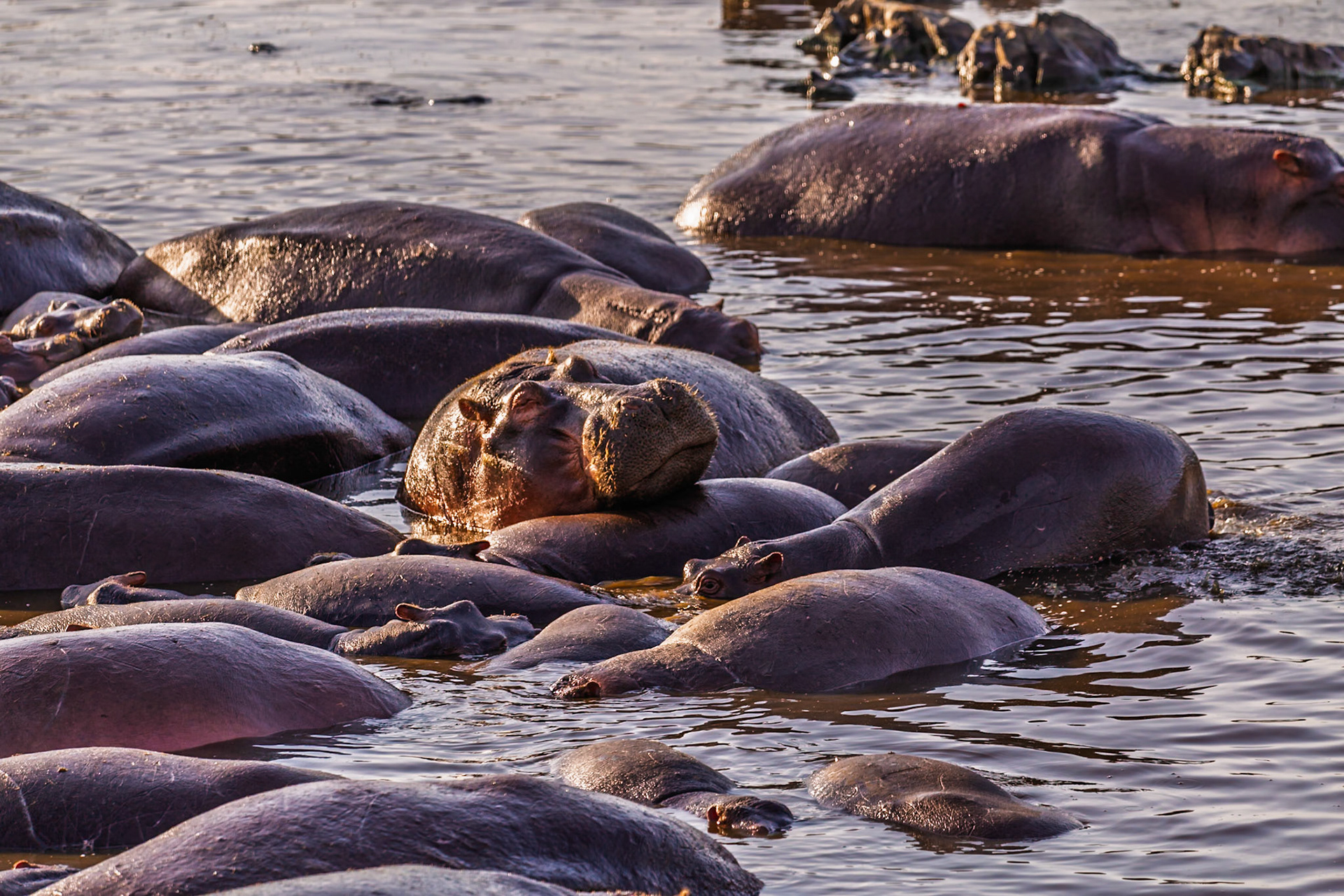 A bloat of hippos congregates in the water to stay cool in Serengeti National Park, Tanzania.