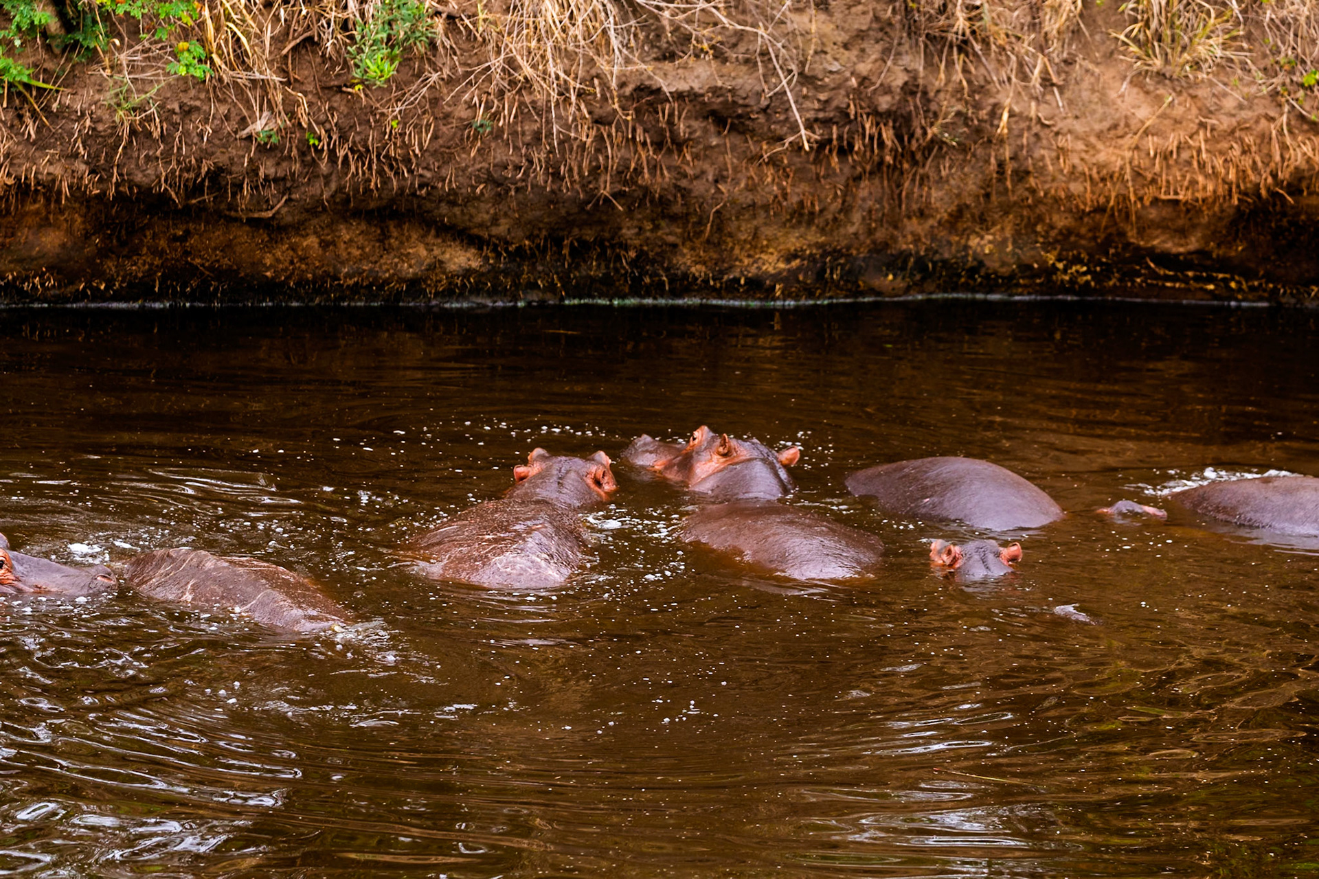 A bloat of hippos cools off in the murky waters of the Serengeti National Park, Tanzania, seeking respite from the African sun.
