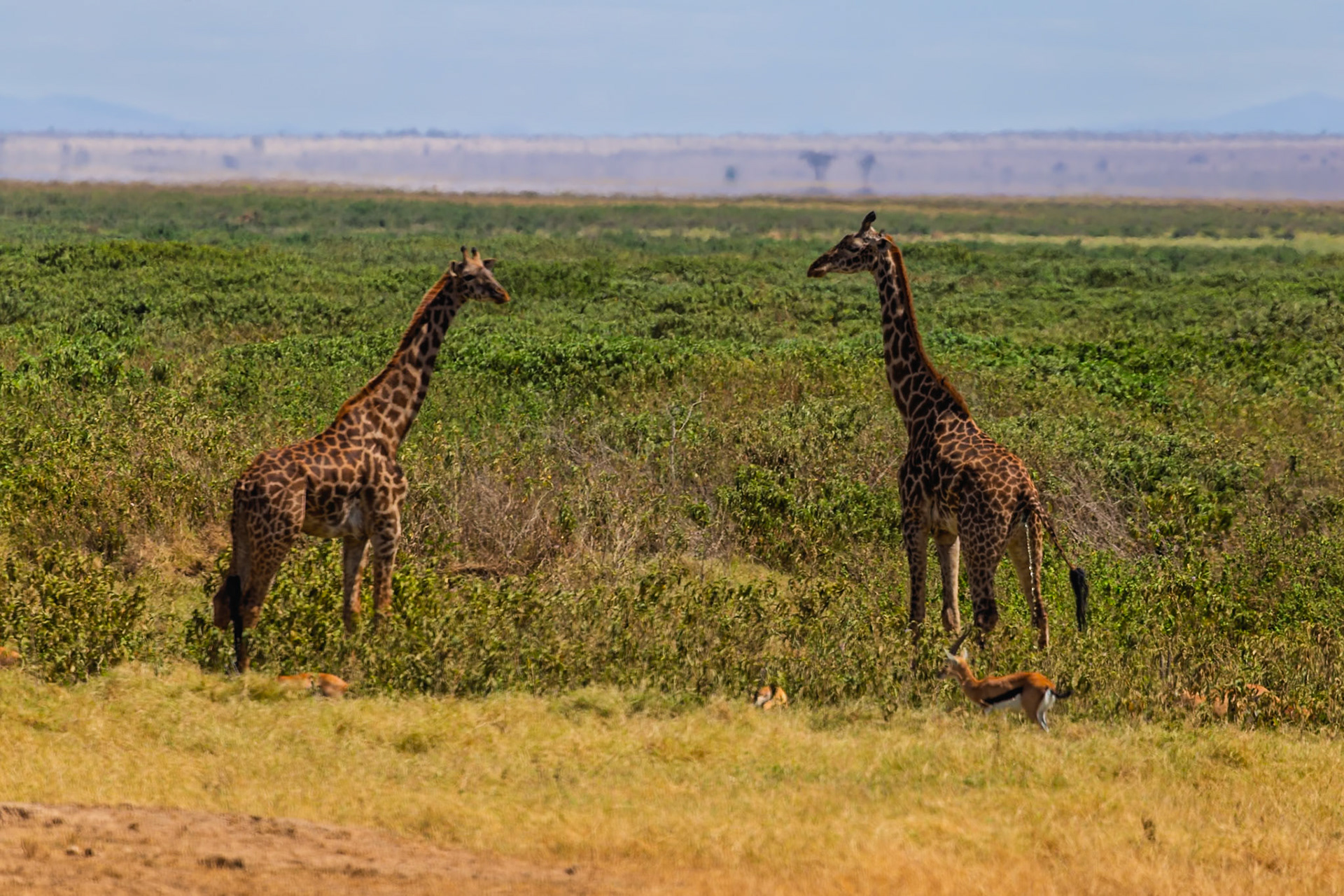 Two giraffes stand tall in Kenya's Amboseli National Park, while gazelles graze nearby, showcasing the park's diverse wildlife.