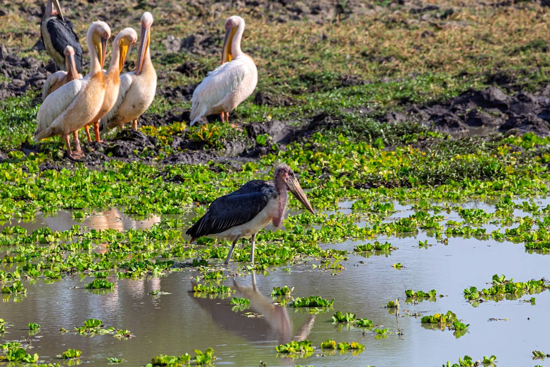 A Marabou Stork wades through the water looking for food, while Pelicans stand on the shore in Tarangire National Park, Tanzania.