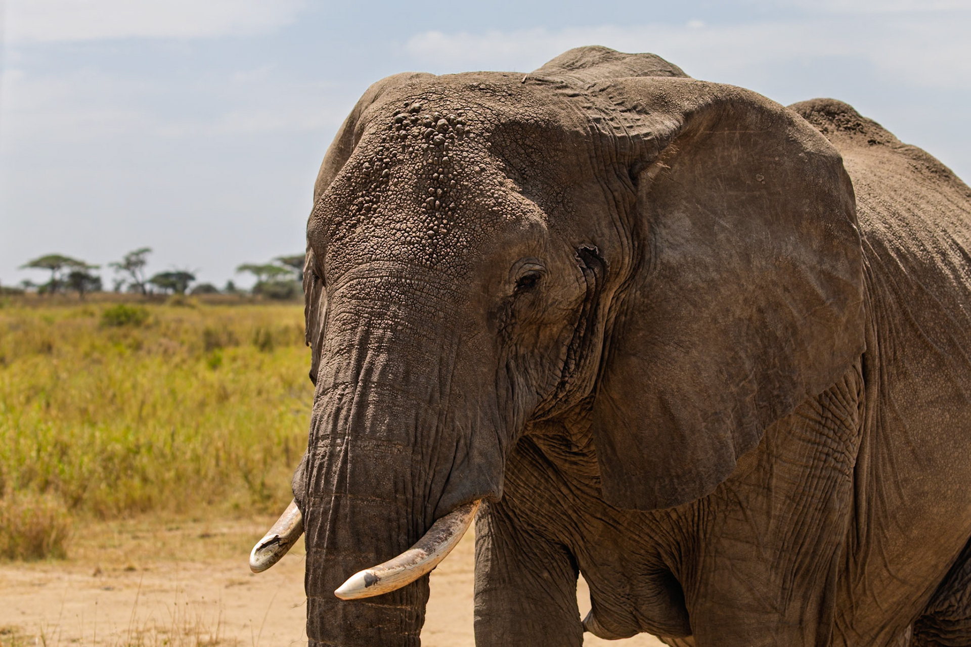 An elephant is standing in the Serengeti National Park, Tanzania, enjoying the day.