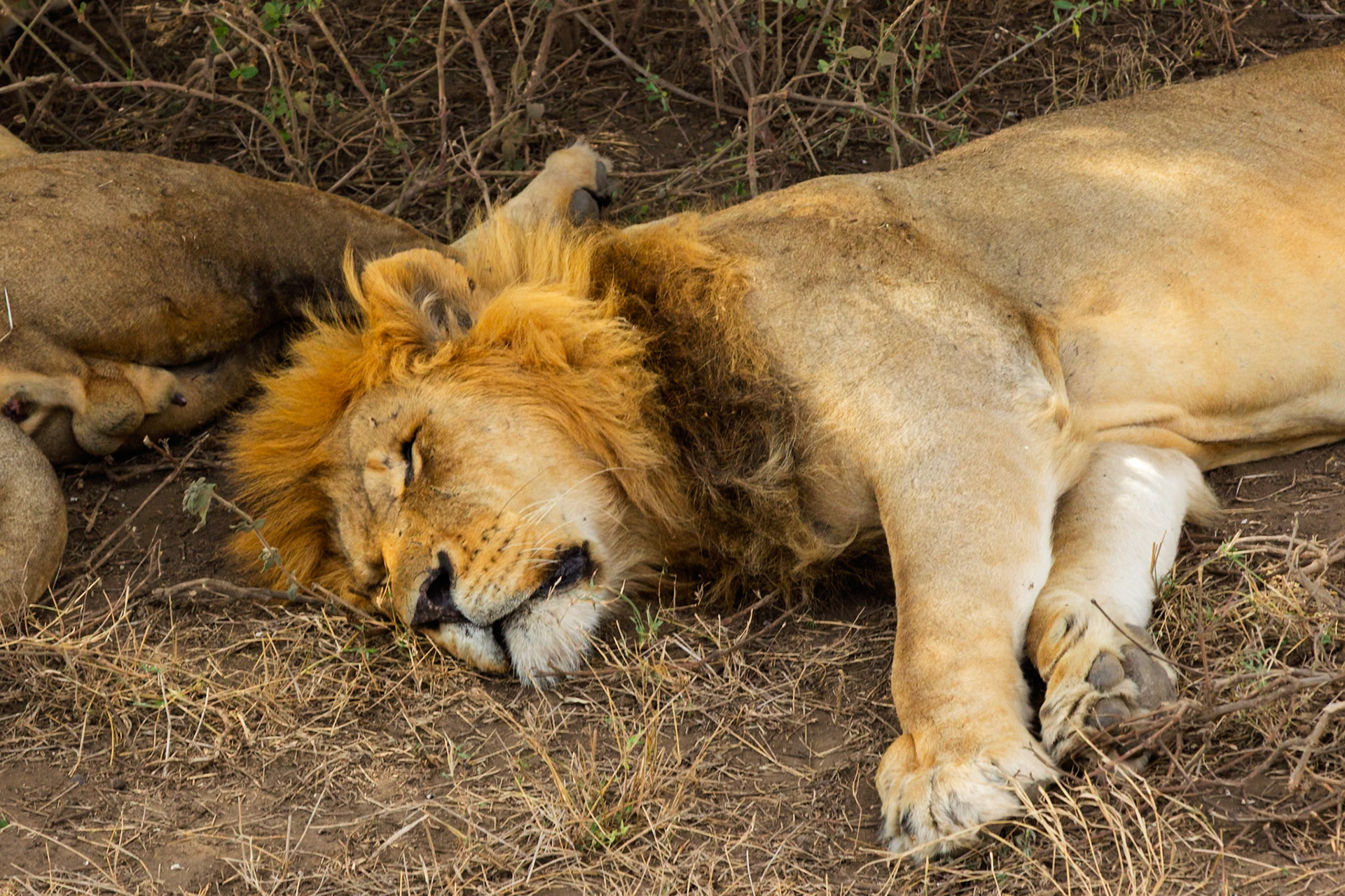A male lion sleeps in Serengeti National Park, Tanzania. Lions sleep up to 20 hours a day to conserve energy for hunting.