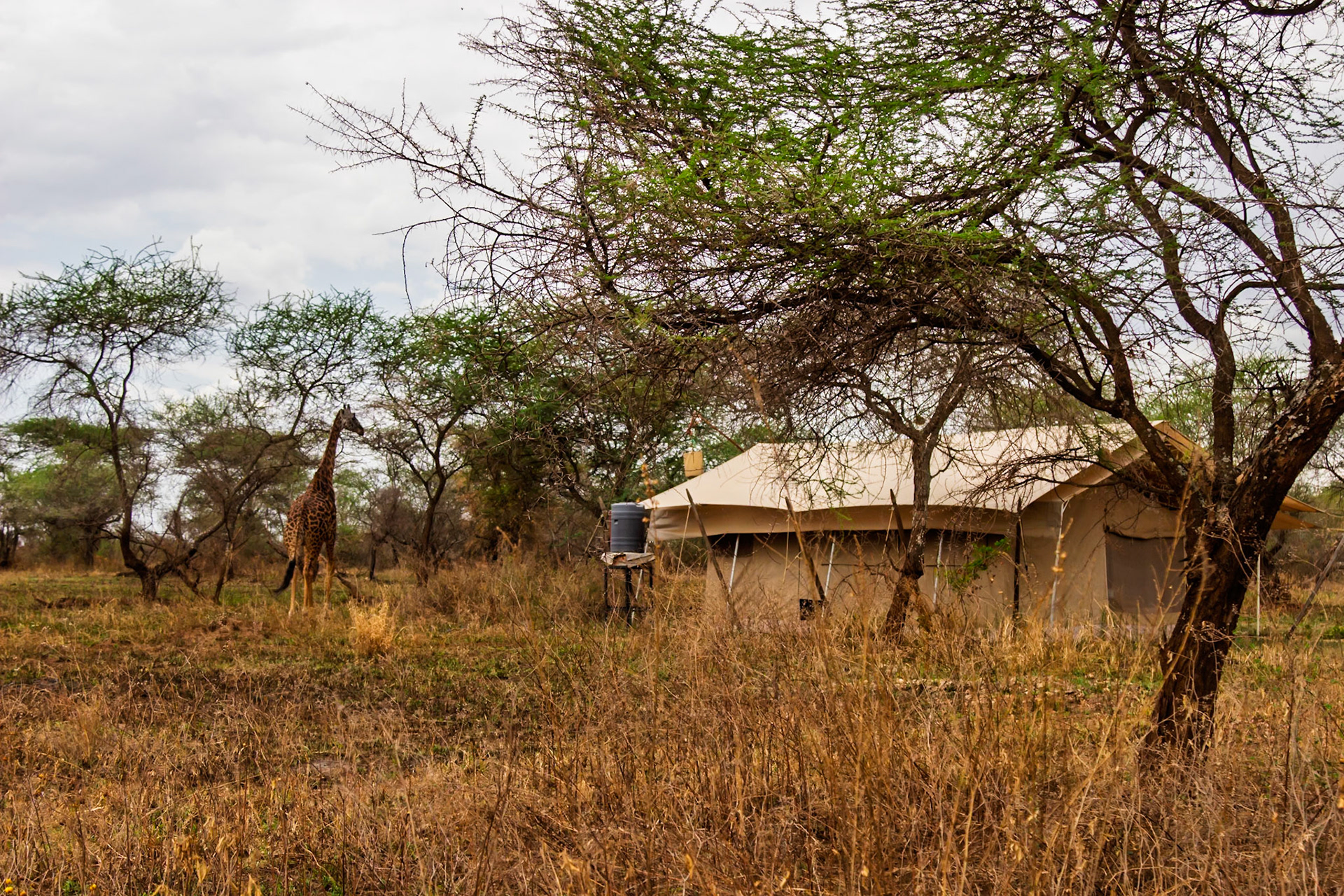 A giraffe walks past a tent in Serengeti National Park, Tanzania. The giraffe is likely searching for food or water.