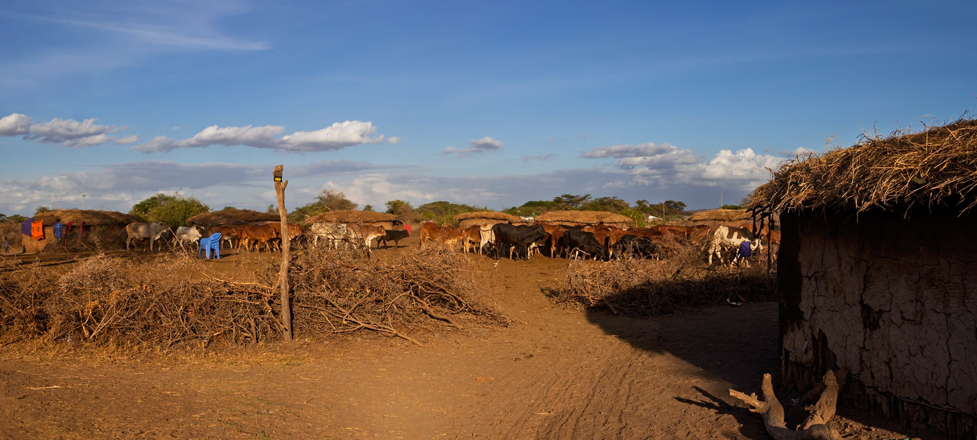 Cattle graze in a Maasai village in Kenya, providing sustenance and wealth for the community.