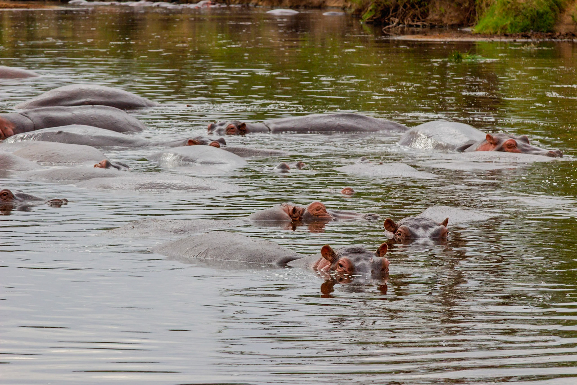 A bloat of hippos stay cool in the water in Serengeti National Park, Tanzania.