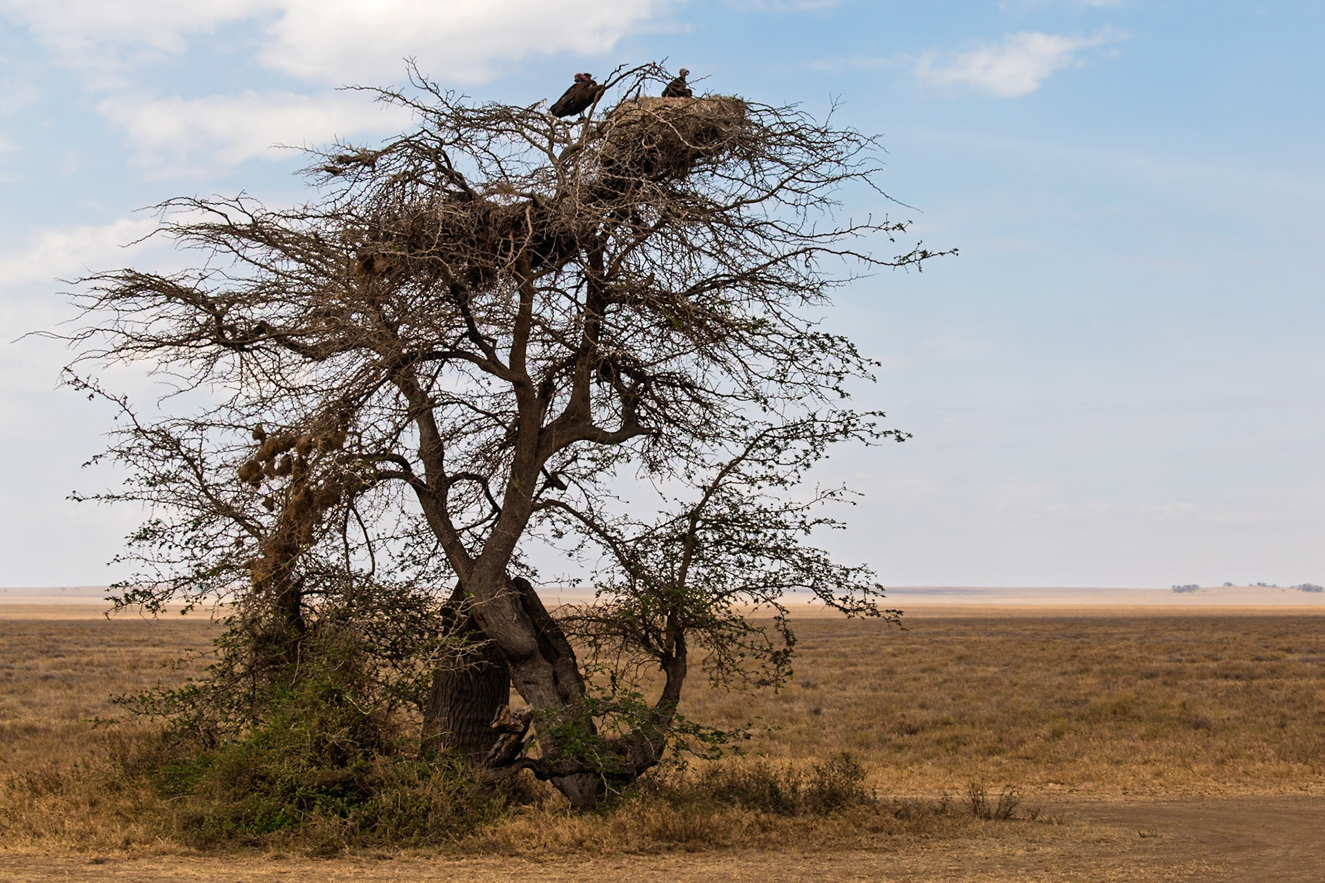 Two vultures perch atop a tree with large nests in Serengeti National Park, Tanzania, surveying the landscape for their next meal.