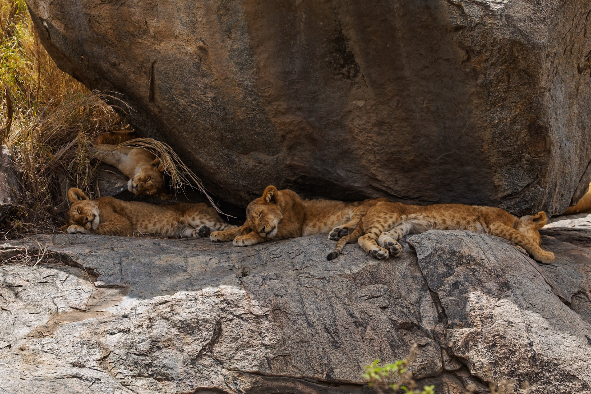 Lion cubs nap on a rock formation in Tanzania's Serengeti National Park, seeking shade from the sun.