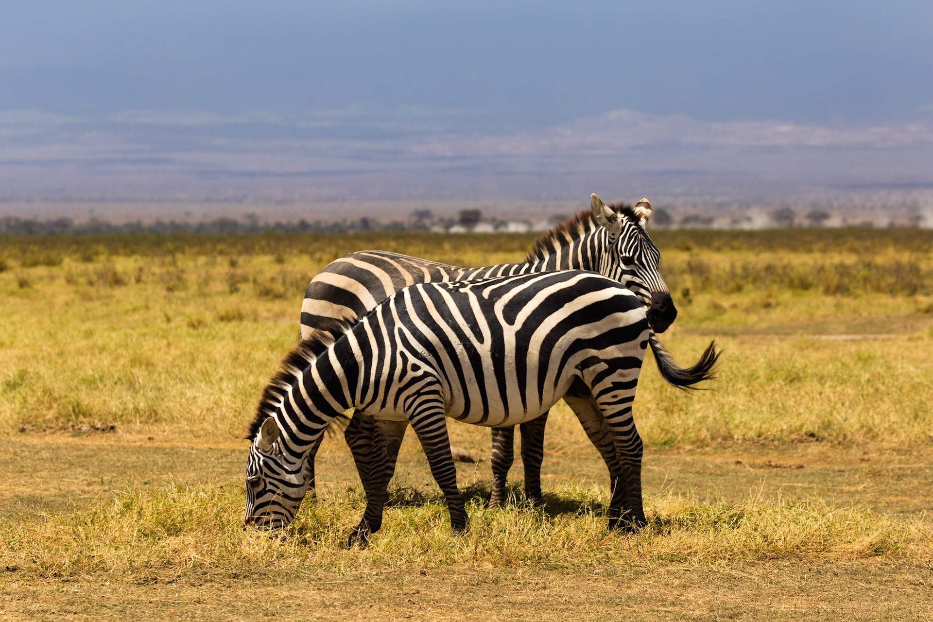 Two zebras graze in Amboseli National Park, Kenya. They are eating grass to survive.