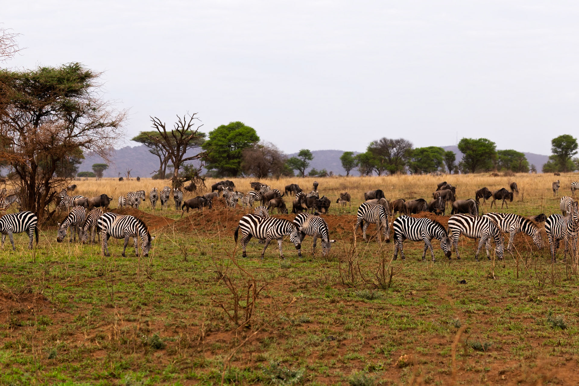 Zebras and wildebeest graze together in Serengeti National Park, Tanzania, showcasing the symbiotic relationships in the African savanna.