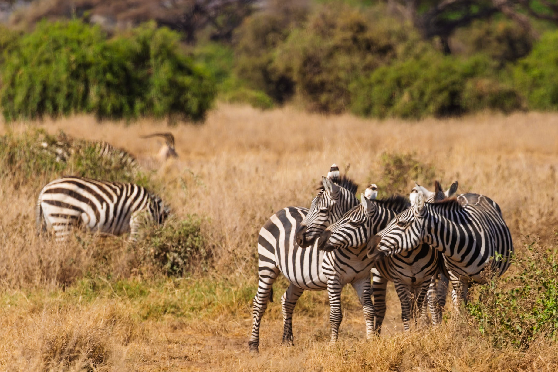 A dazzle of zebras huddle together in Amboseli National Park, Kenya, for protection and companionship in the African savanna.