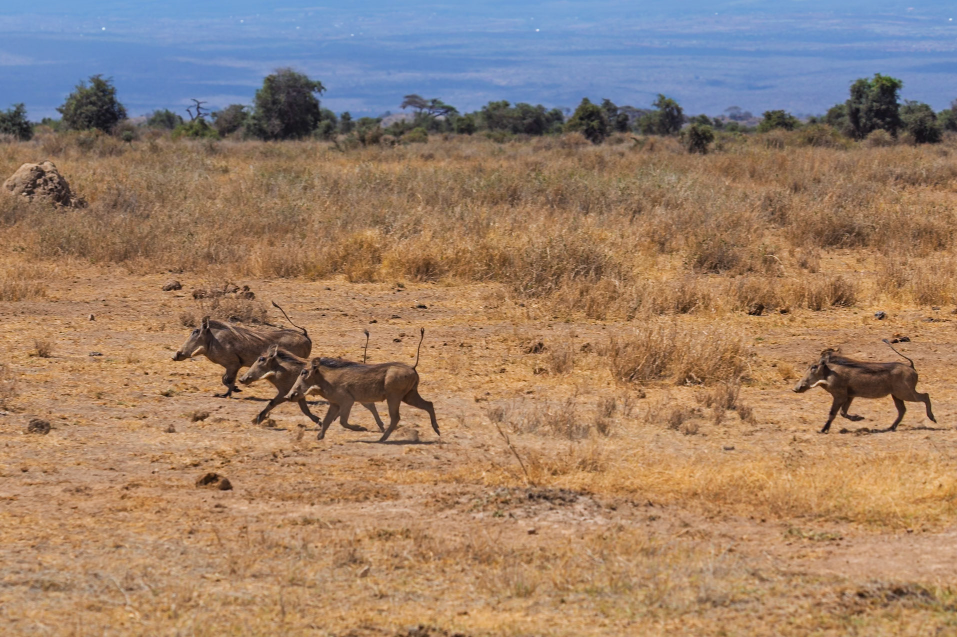 A group of warthogs are running across the plains of Amboseli National Park in Kenya, likely fleeing from a predator.