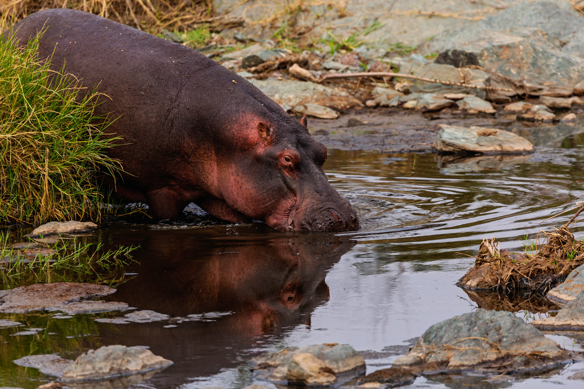A hippo cools off in a watering hole in Serengeti National Park, Tanzania. They do this to keep their skin from drying out.