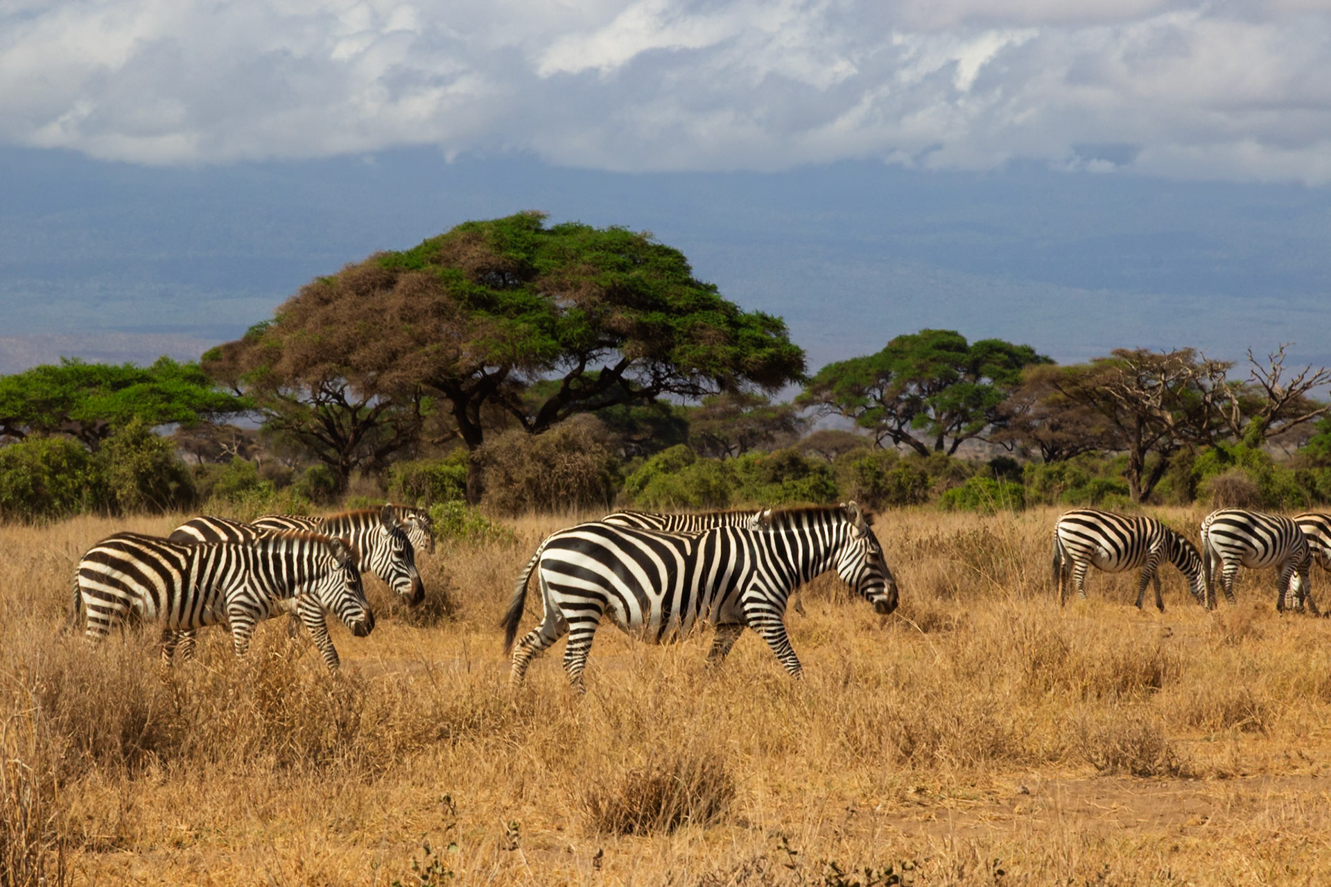 Zebras graze in Amboseli National Park, Kenya. They are eating the dry grass in the park.