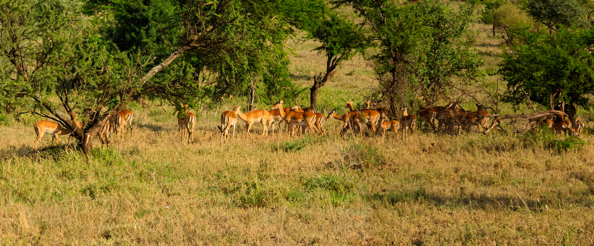 A herd of Impala graze in Serengeti National Park, Tanzania, seeking shade and sustenance in the African savanna.