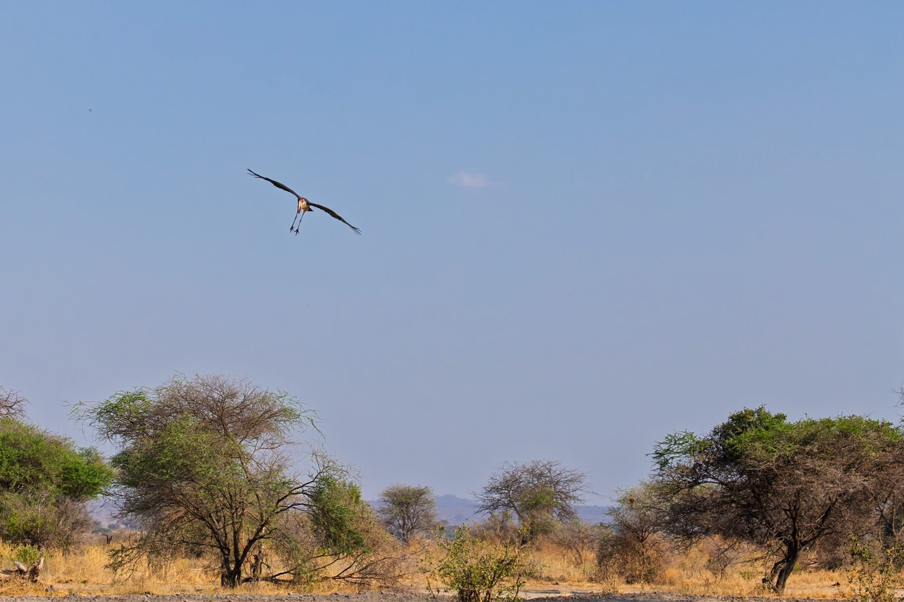 A Marabou Stork soars over Tarangire National Park, Tanzania. These birds are scavengers, often found near human settlements.