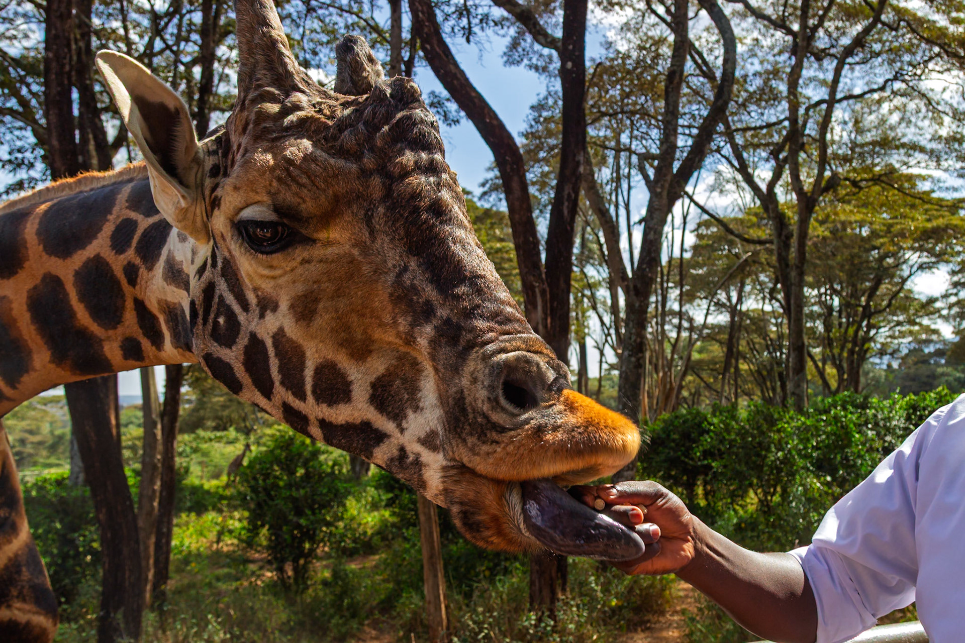 A giraffe is being hand-fed at the Giraffe Center in Kenya, offering a unique and close-up encounter with wildlife.