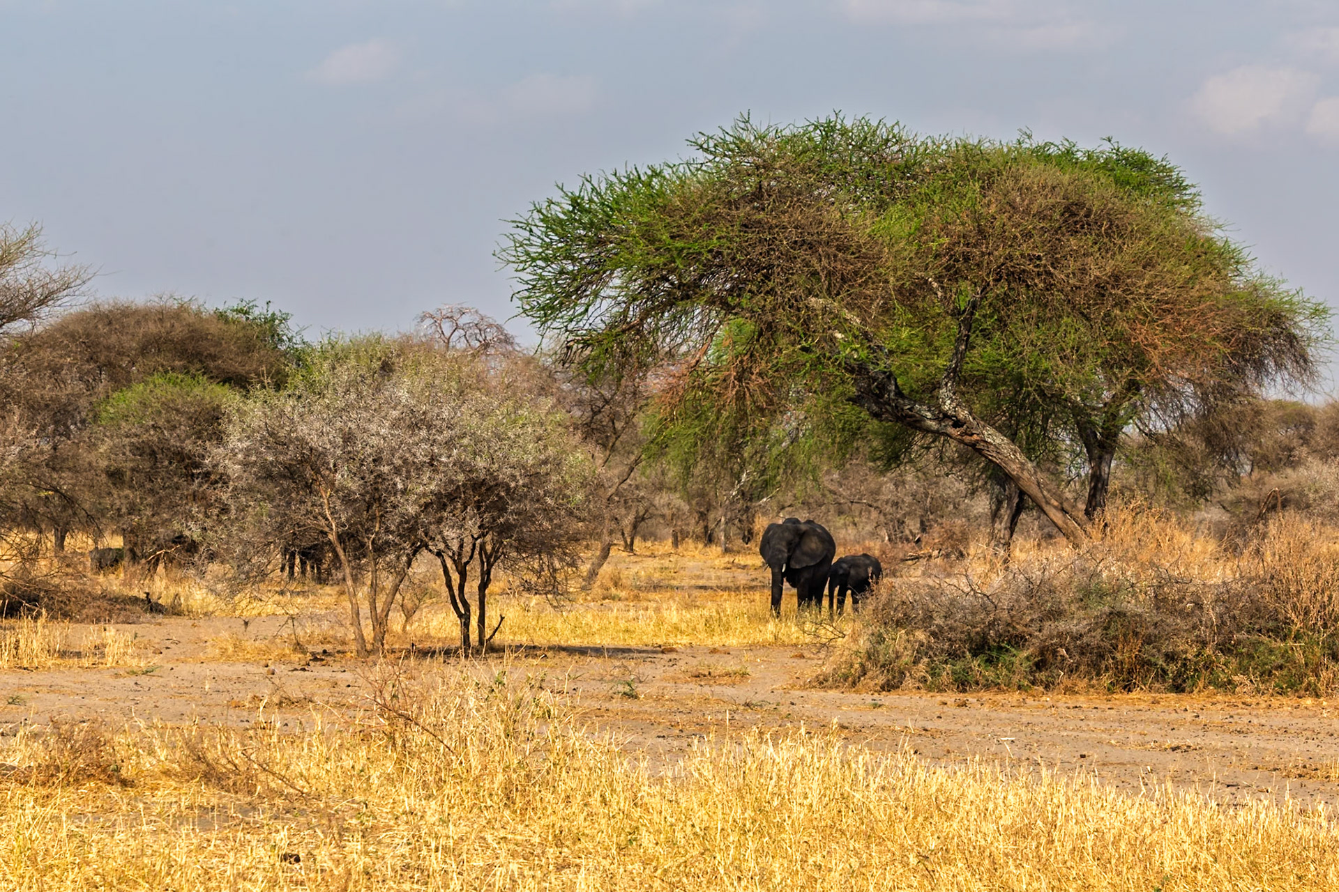 An elephant mother and calf stand in the shade of a tree in Tarangire National Park, Tanzania, seeking respite from the sun.