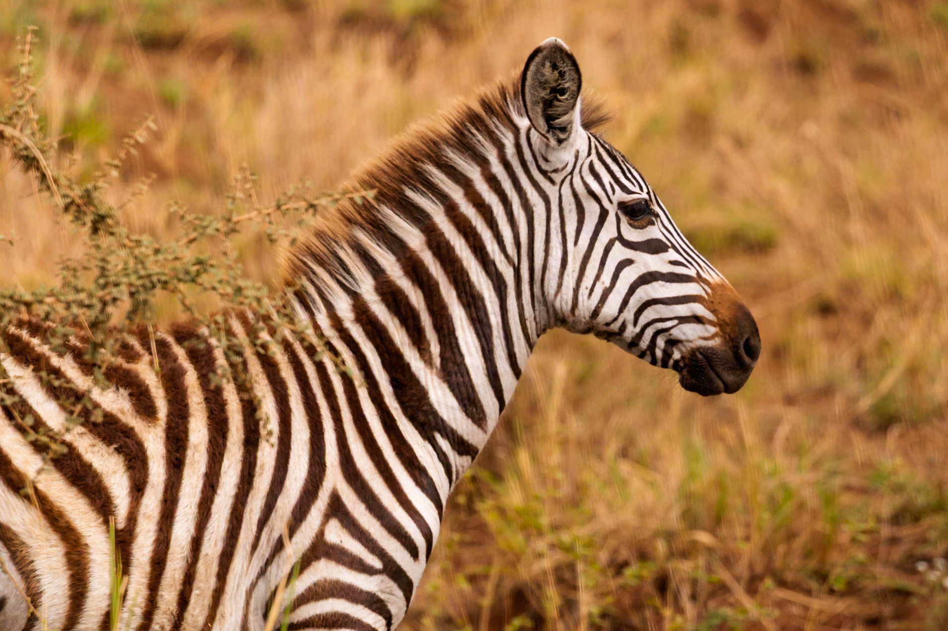 A zebra grazes in Serengeti National Park, Tanzania, blending with the tall grasses for camouflage.