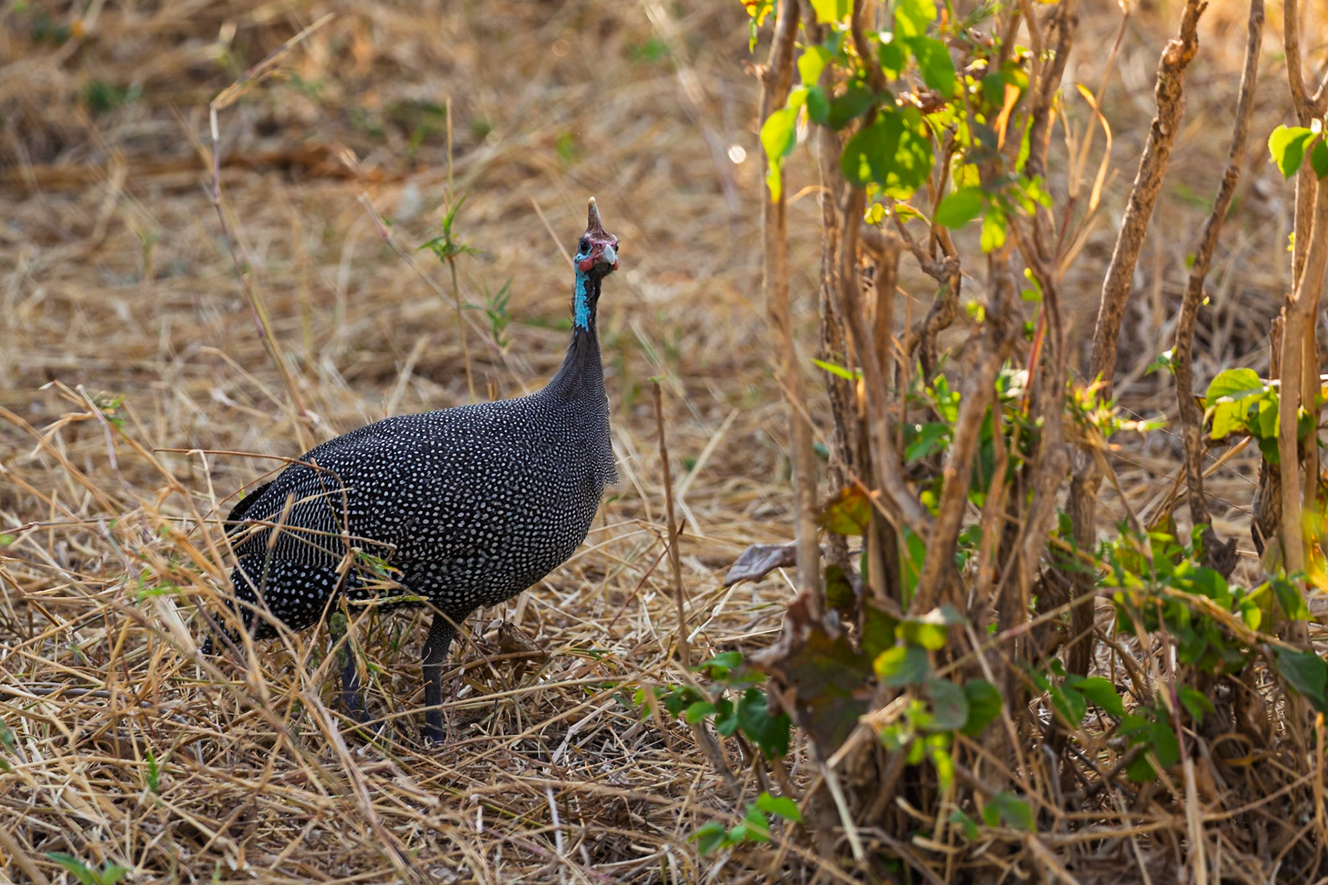 A helmeted guineafowl forages for food in the tall grasses of Tarangire National Park, Tanzania.