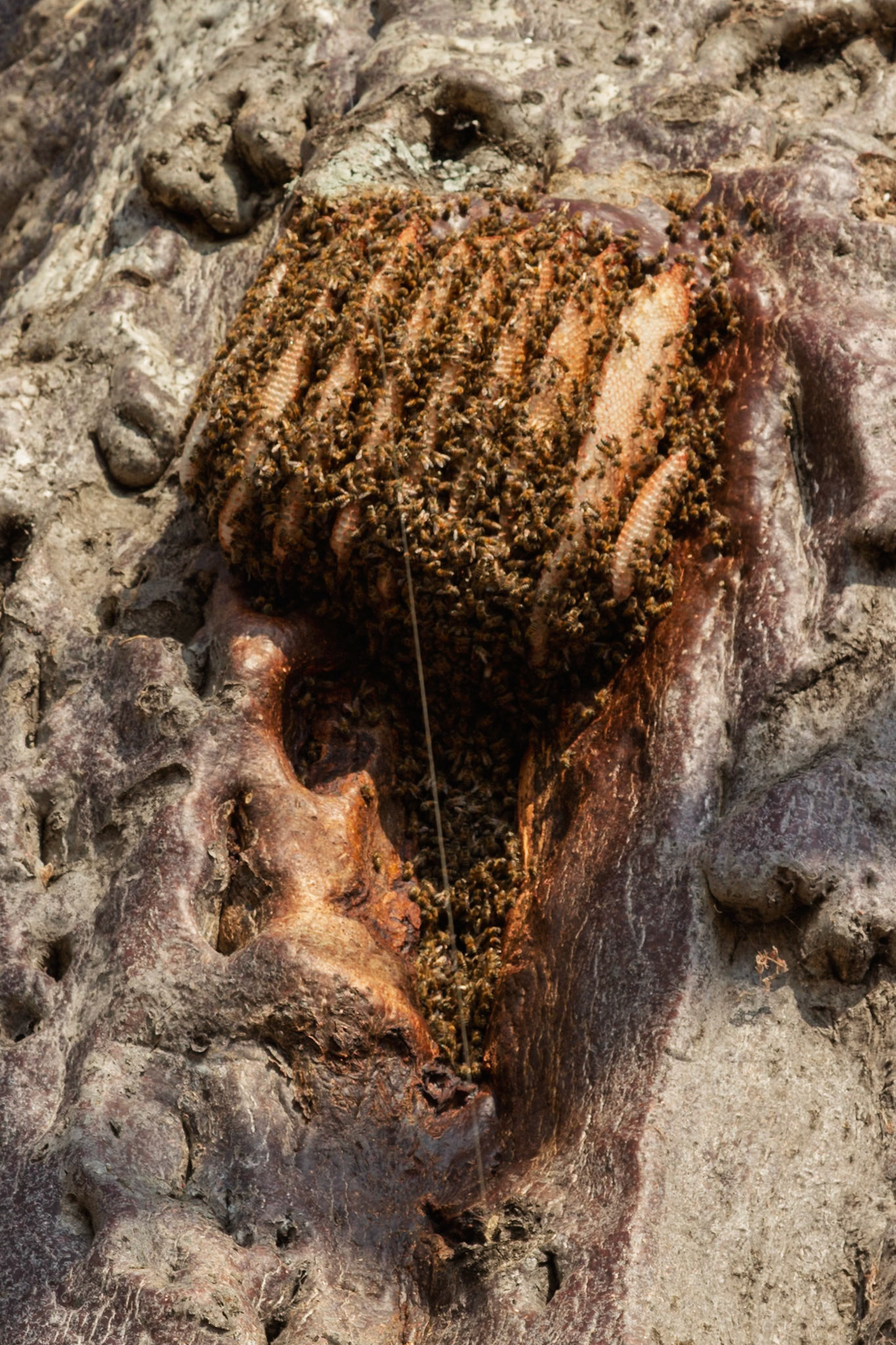 Local honey collectors use a string to access a wild beehive in a tree in Tarangire National Park, Tanzania, harvesting natural honey.