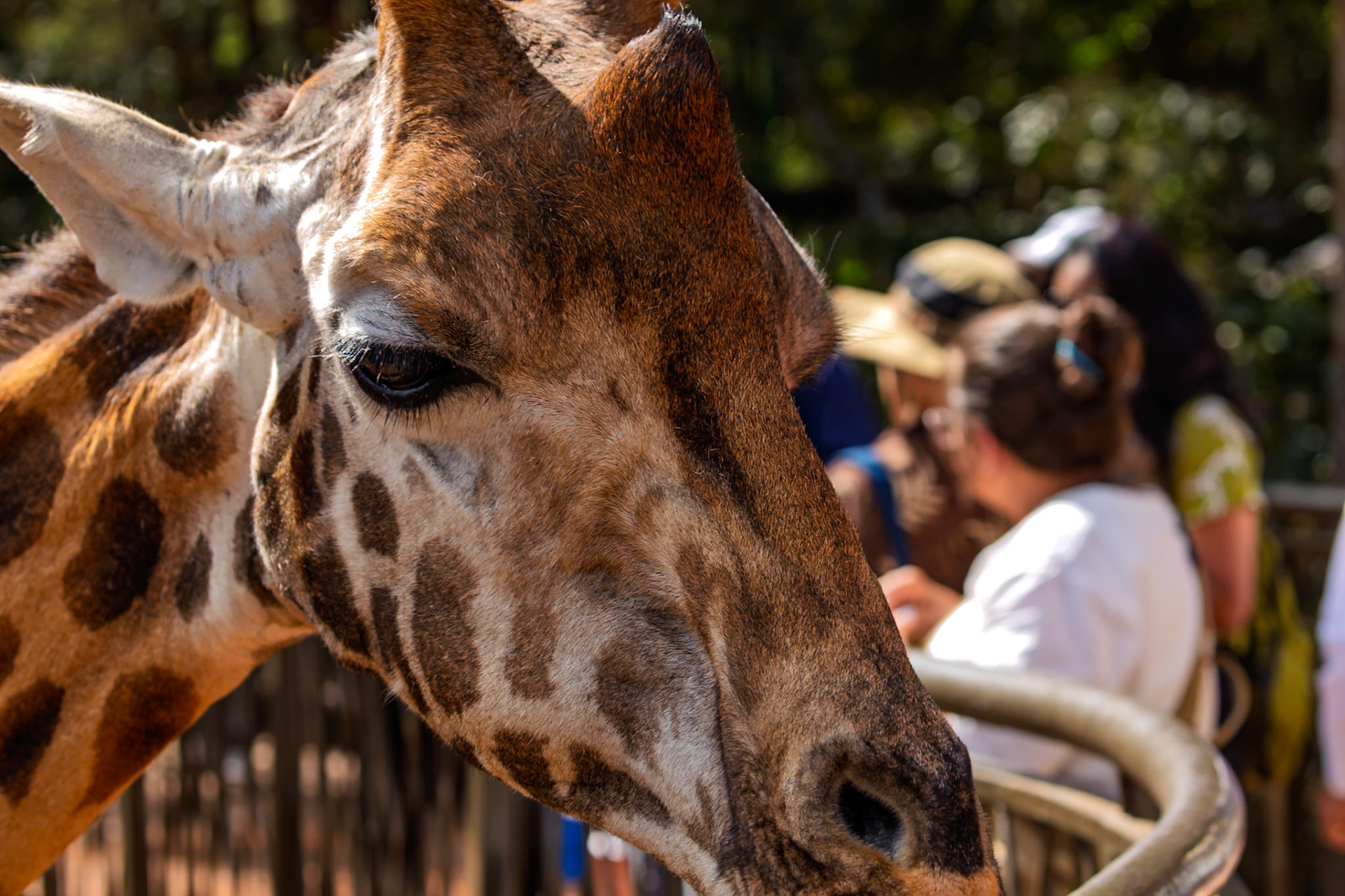 A giraffe at Giraffe Center in Kenya is being observed by tourists, who are learning about the animal and its habitat.