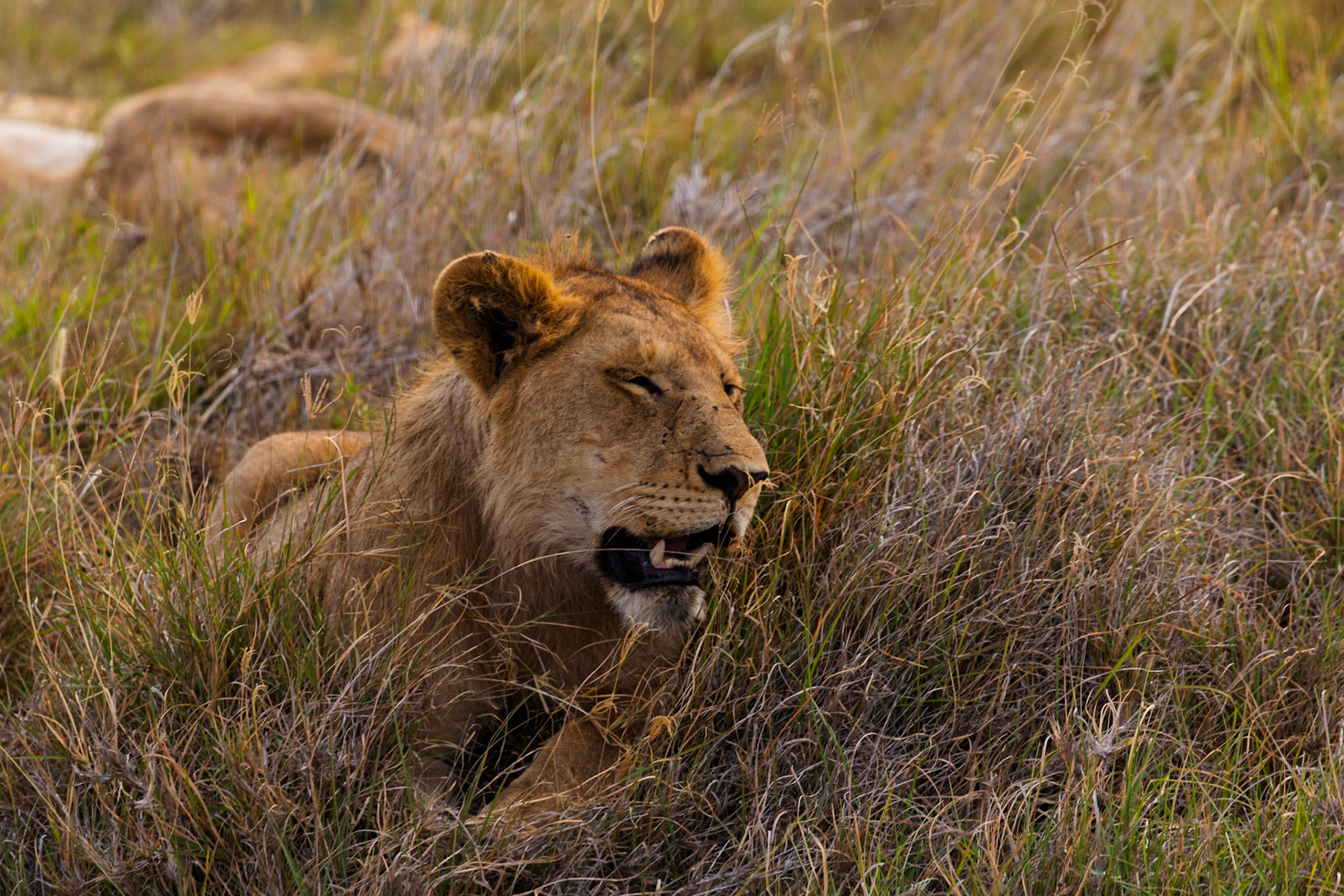 A lion rests in the tall grass of Tanzania's Serengeti National Park, blending in with its surroundings.