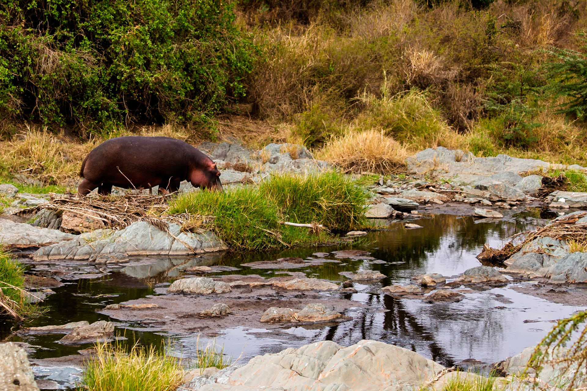 A hippo wades through a shallow stream in Serengeti National Park, Tanzania, seeking relief from the heat and sun.