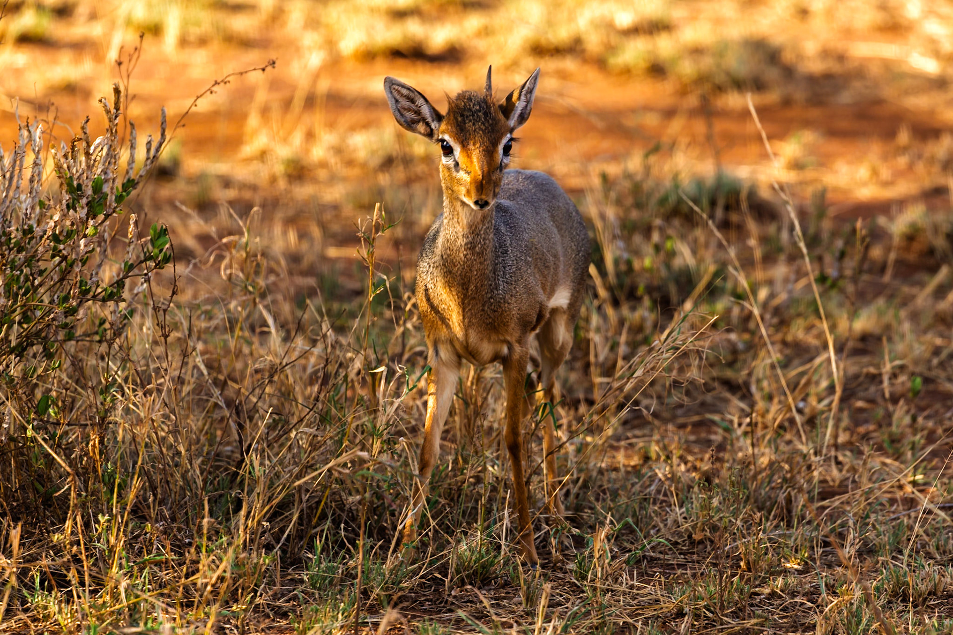 A Dik-dik stands alert in Serengeti National Park, Tanzania. These small antelopes are known for their shy nature.