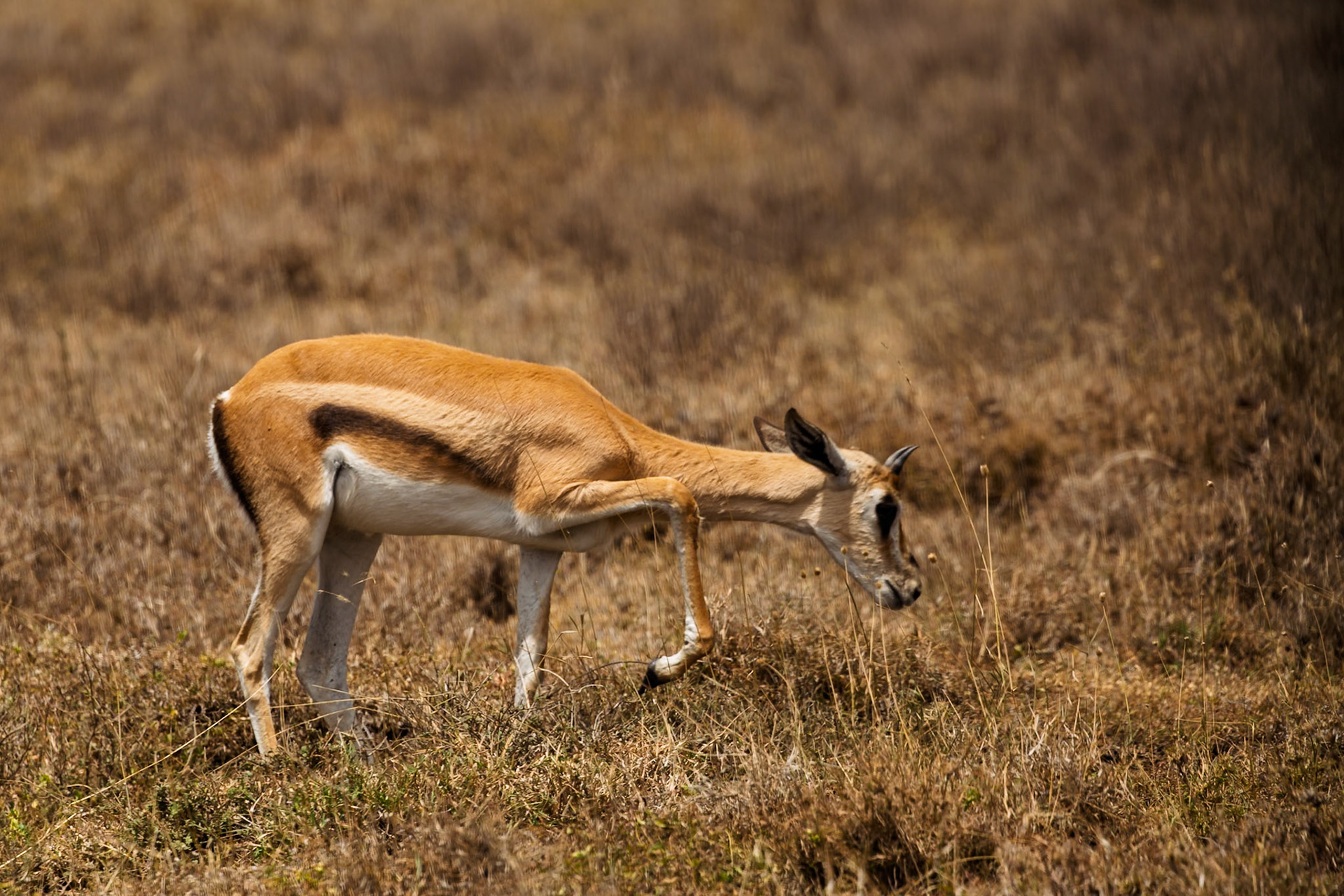 A Thomson's gazelle grazes in the Serengeti National Park, Tanzania. It's foraging for food in the dry, grassy landscape.