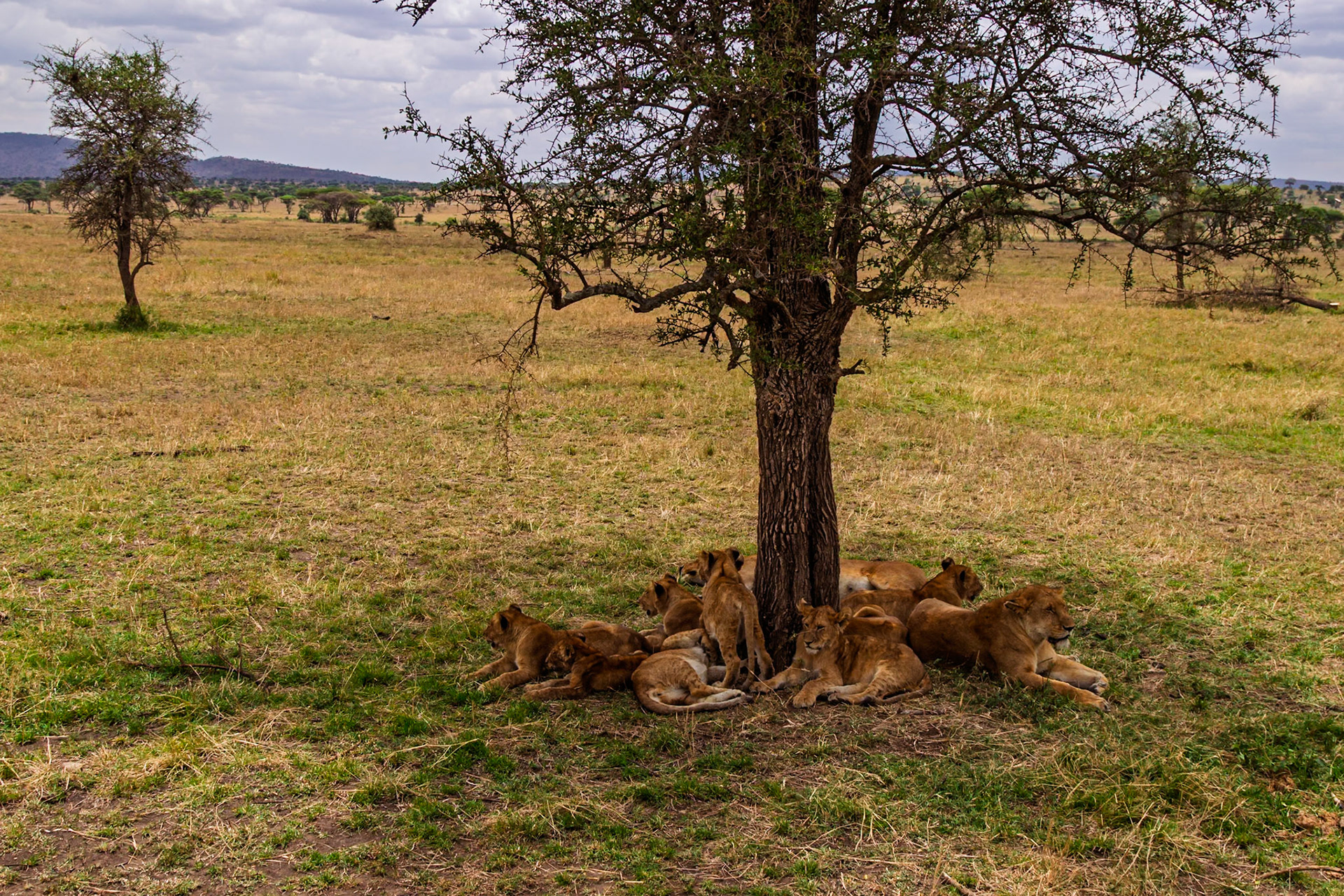 A pride of lions rests under a tree in Tanzania's Serengeti National Park, seeking shade from the sun.