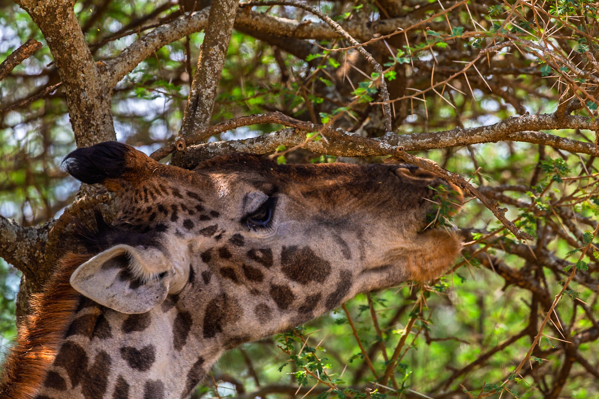 A giraffe munches on an acacia tree in Tanzania's Serengeti National Park. They eat the leaves for nutrients.