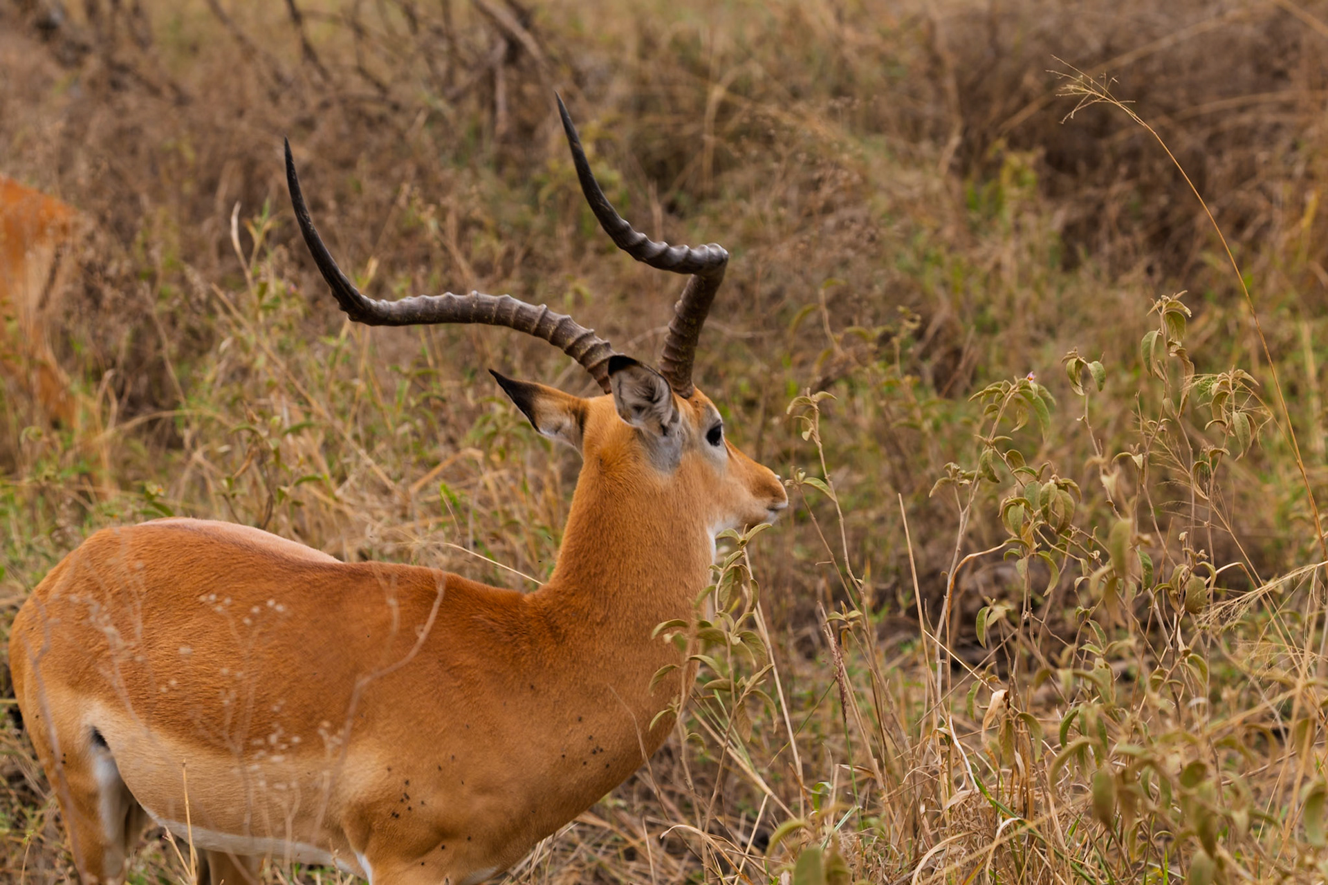 An Impala grazes in Serengeti National Park, Tanzania. The Impala is eating to survive in the African plains.