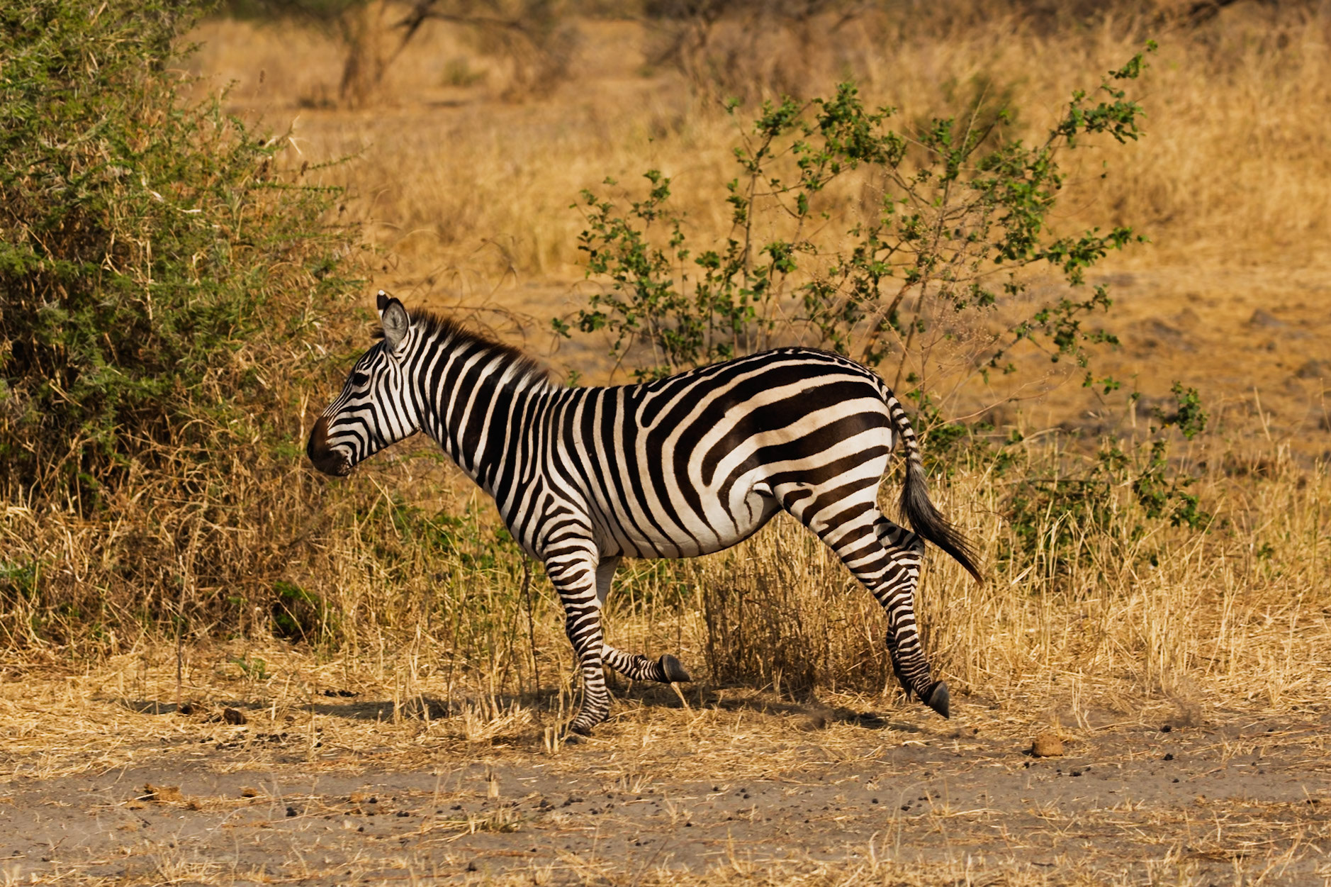 A zebra trots through the dry, grassy plains of Tarangire National Park, Tanzania, searching for food or water.