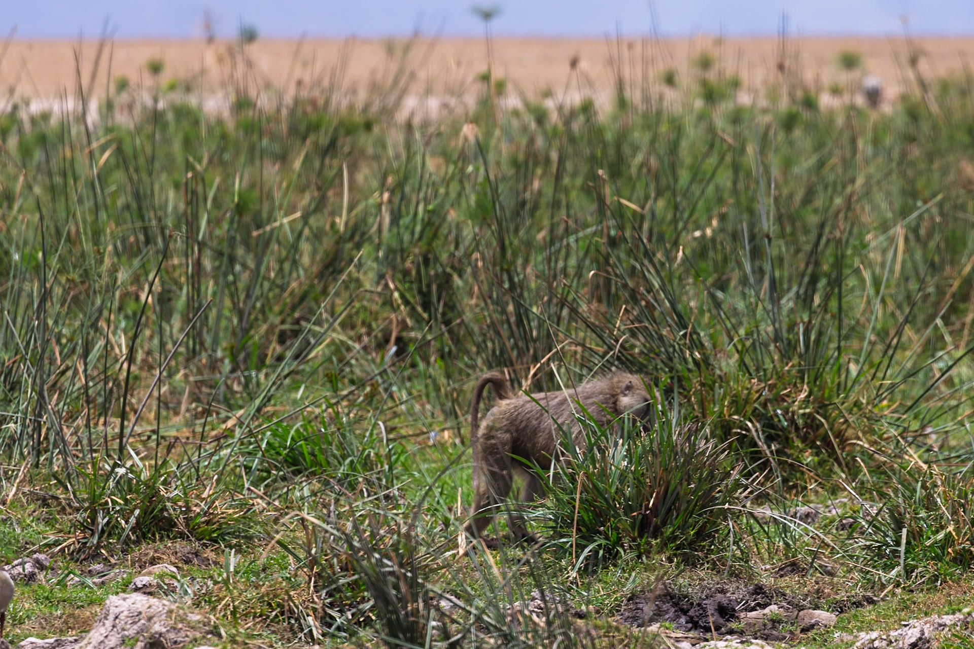 A baboon forages for food in the tall grasses of Amboseli National Park, Kenya.
