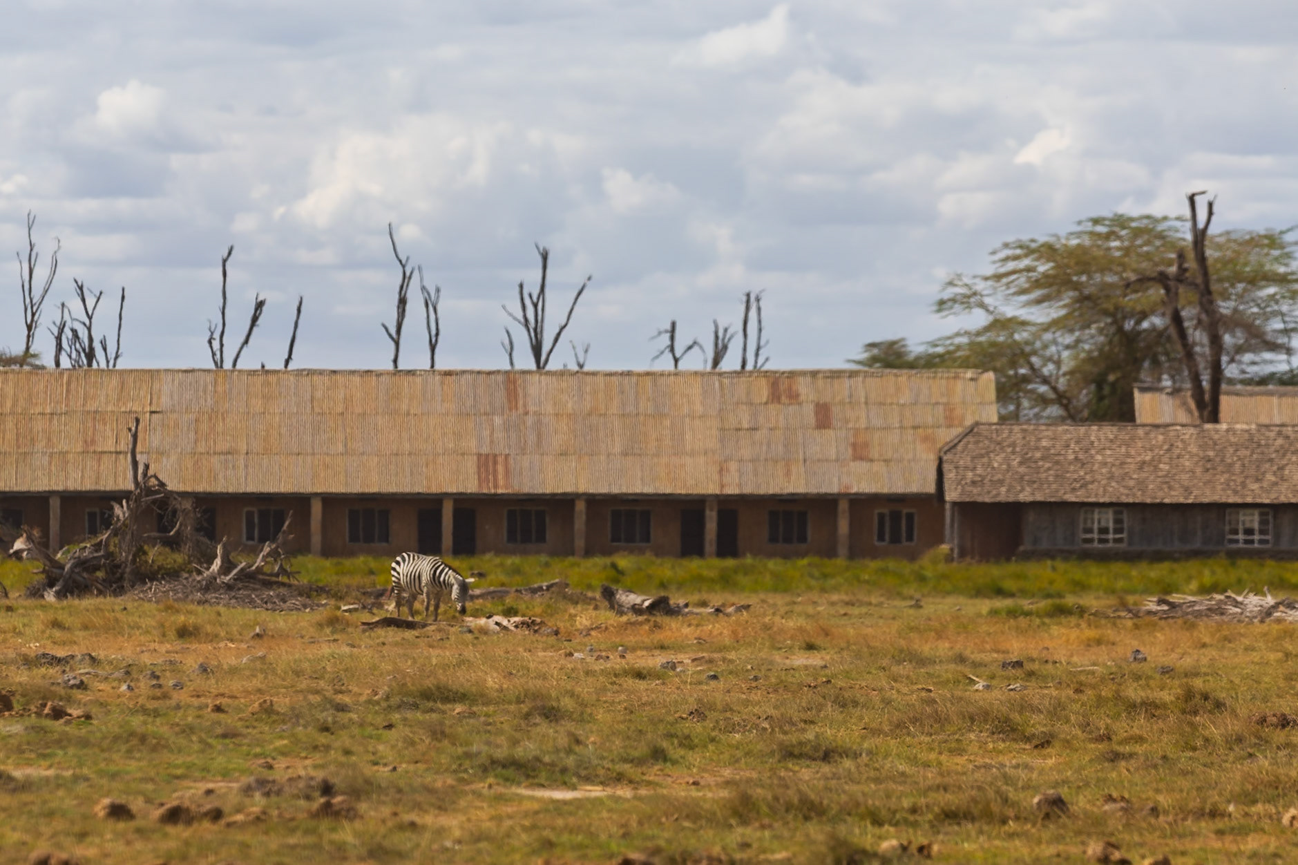 A zebra grazes in Amboseli National Park, Kenya, with buildings in the background.