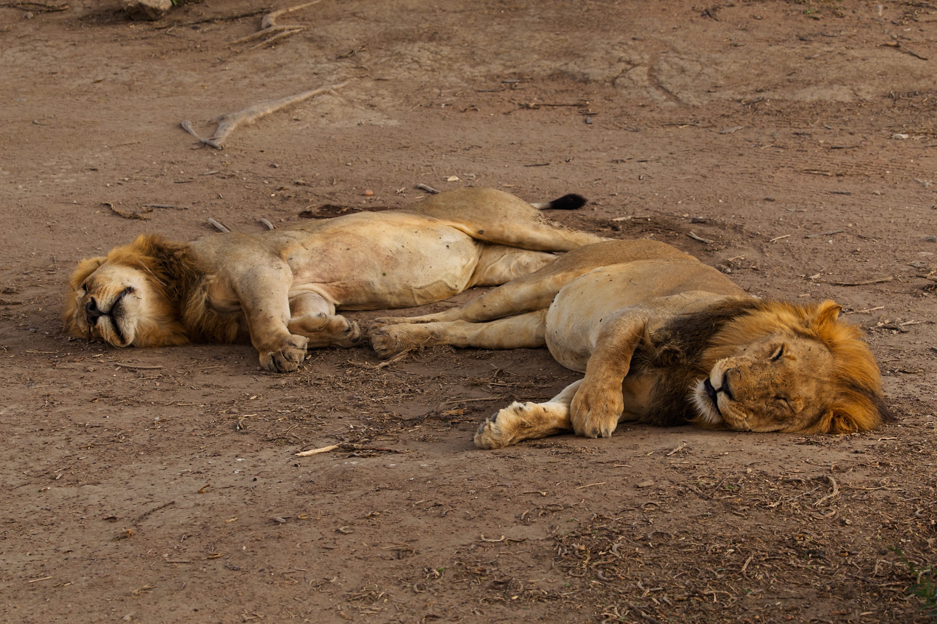 Two male lions nap in Serengeti National Park, Tanzania. Lions sleep up to 20 hours a day to conserve energy for hunting.