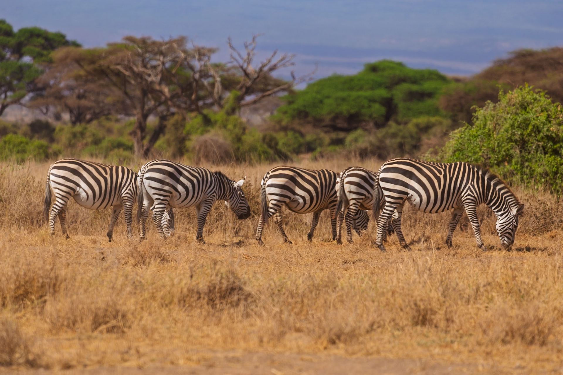 A dazzle of zebras graze in Amboseli National Park, Kenya. They are eating the dry grass.