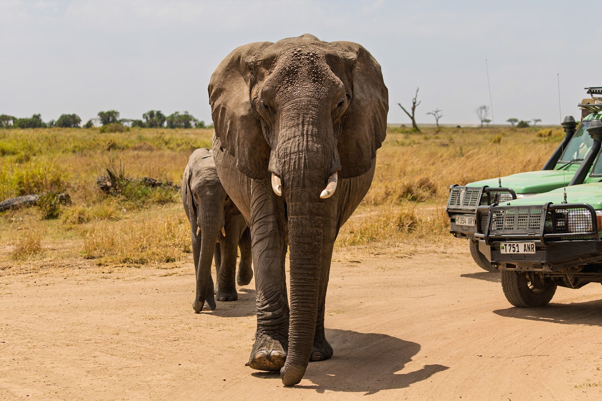 An elephant and its calf walk near safari vehicles in Tanzania's Serengeti National Park, showcasing wildlife encounters.