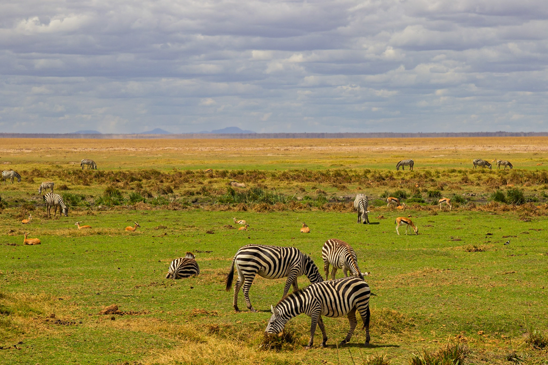 Zebras graze in Amboseli National Park, Kenya. They eat to survive in the African savanna.