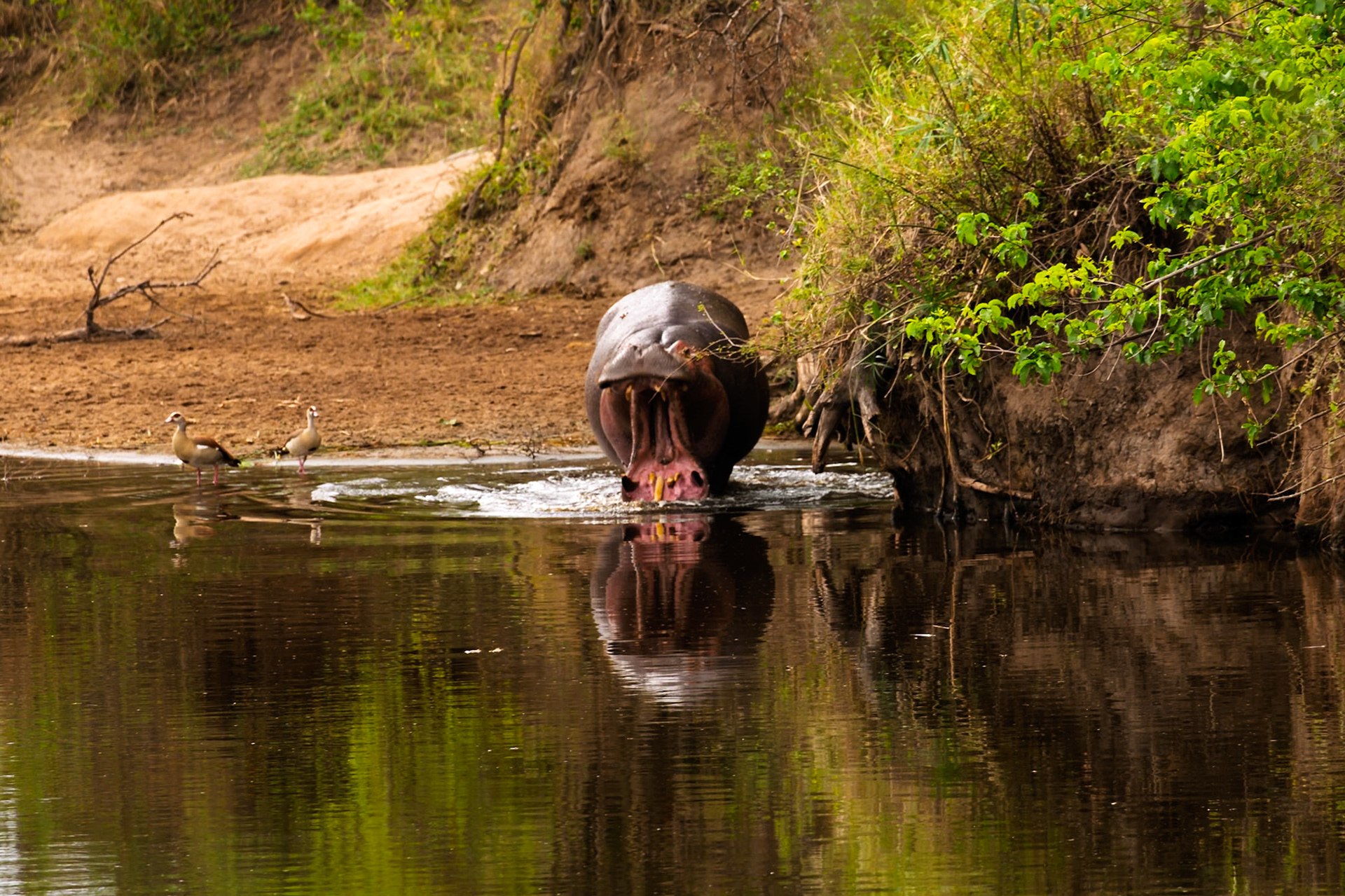 A hippo emerges from the water in Serengeti National Park, Tanzania, displaying its teeth, while two Egyptian geese stand nearby.