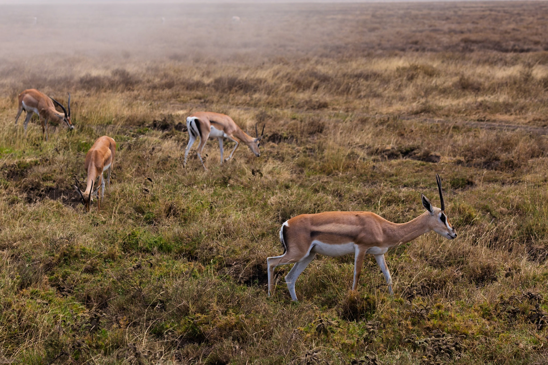 A group of Thomson's gazelles graze in Serengeti National Park, Tanzania. They are eating to sustain themselves.