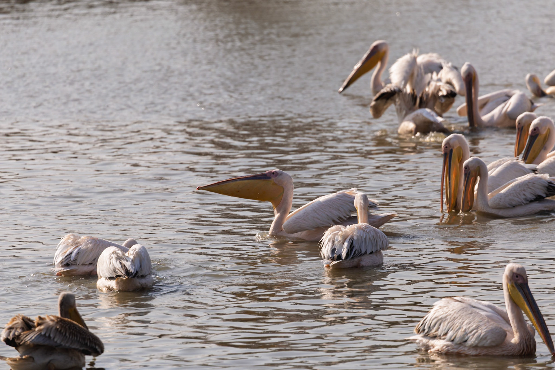 A flock of Great White Pelicans swims and forages for food in the waters of Tarangire National Park, Tanzania.
