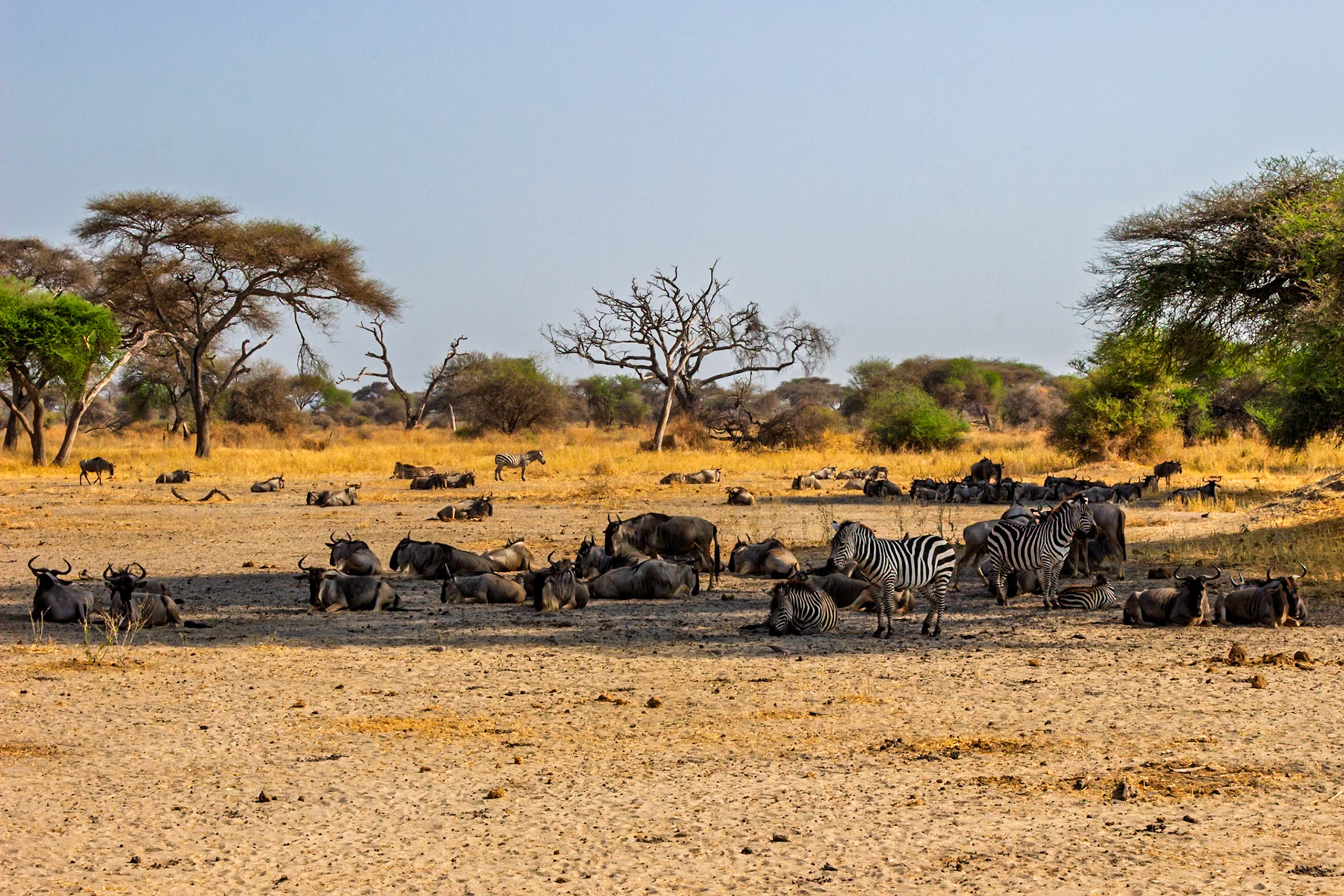 Wildebeest and zebra rest together in Tarangire National Park, Tanzania, seeking shade from the sun.