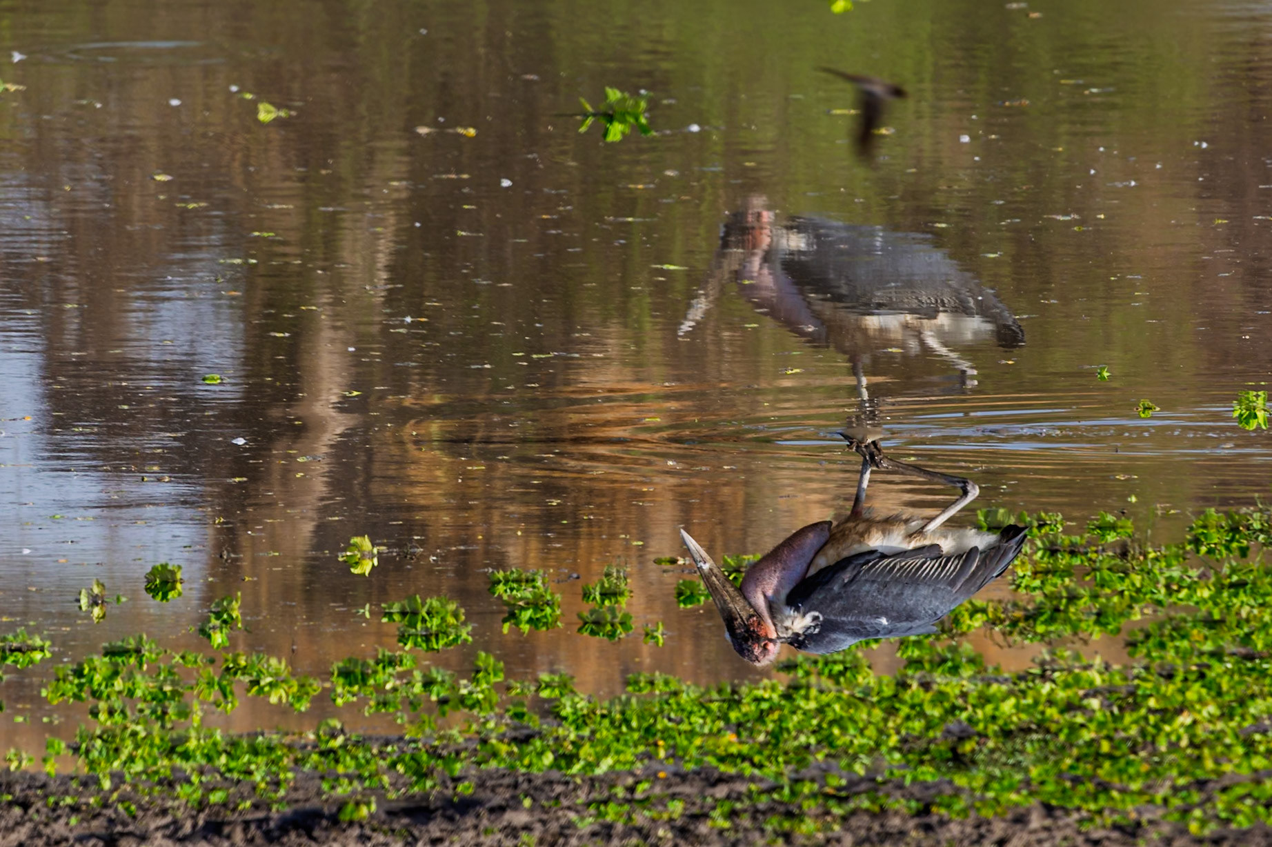 A Marabou Stork wades in a watering hole in Tarangire National Park, Tanzania, searching for food.