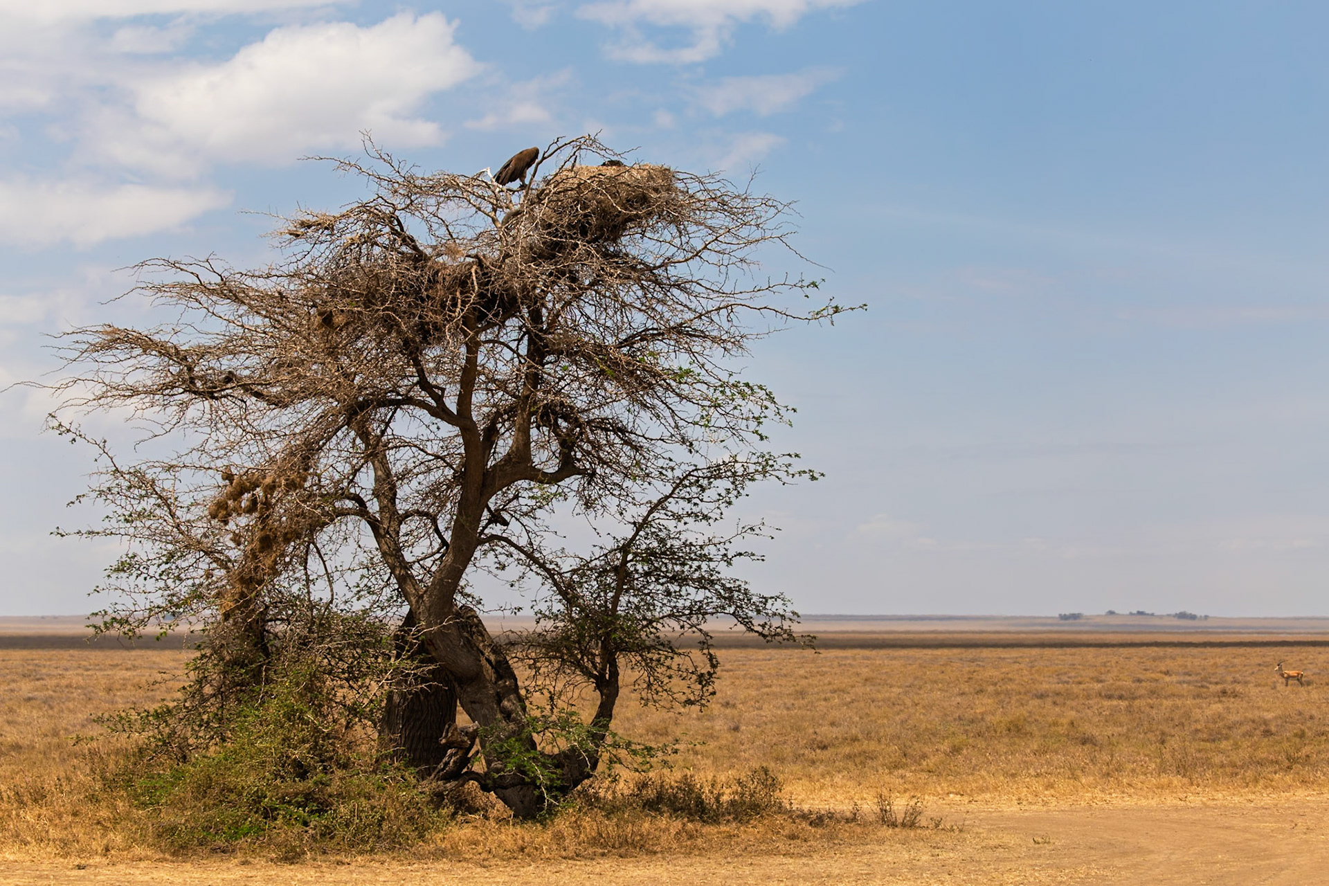 Vultures perch atop a tree with nests in Serengeti National Park, Tanzania, scanning the plains for their next meal.