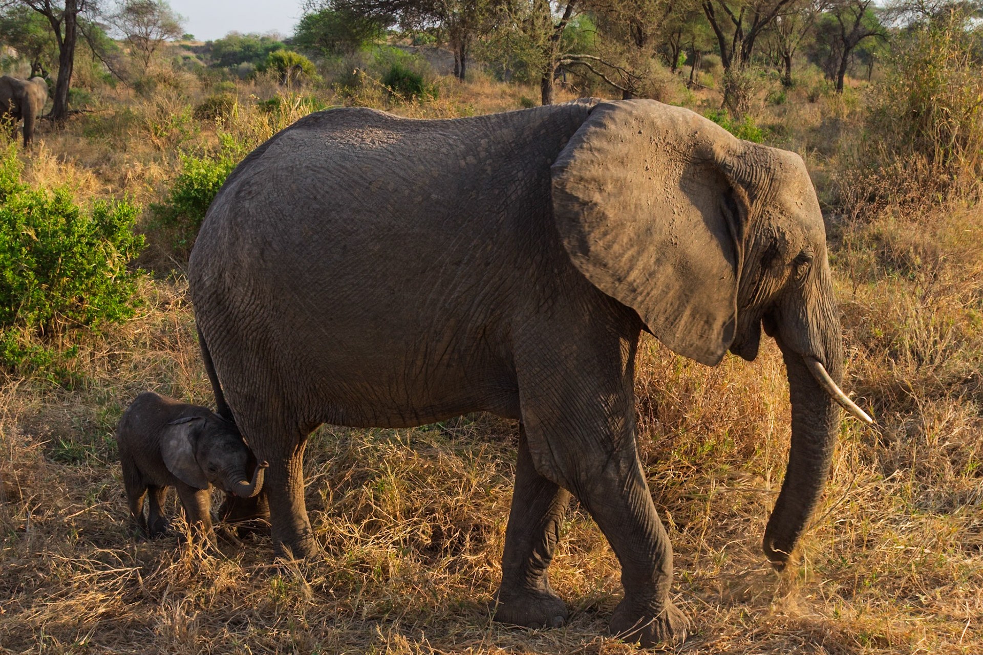 An elephant mother guides her calf through the dry savanna of Tarangire National Park, Tanzania, ensuring its safety.