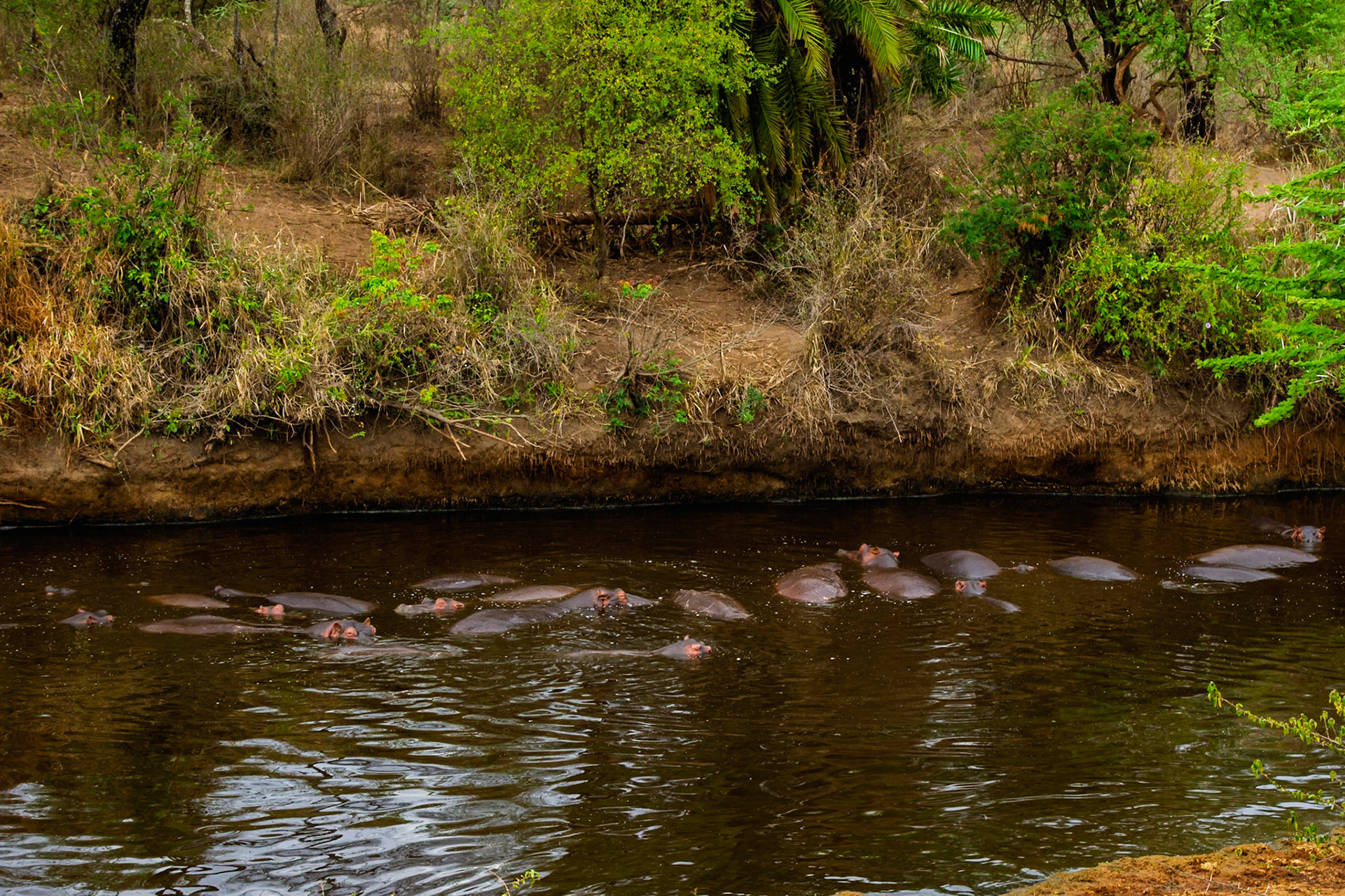 A bloat of hippos wallow in a river in Tanzania's Serengeti National Park, staying cool and conserving energy.